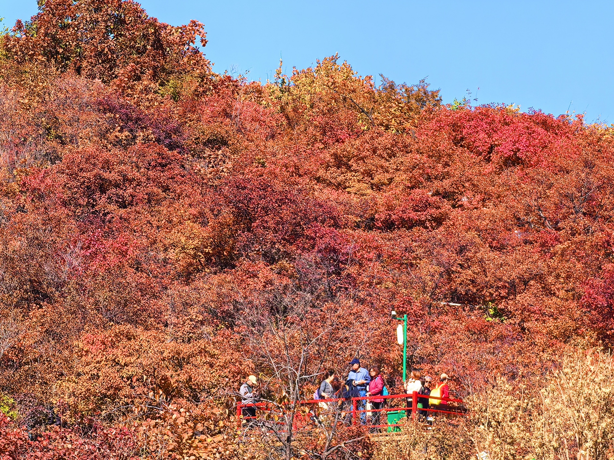 People enjoy the red leaves at the Pofengling scenic area in suburban Beijing, capital of China, October 28, 2024. /CGTN