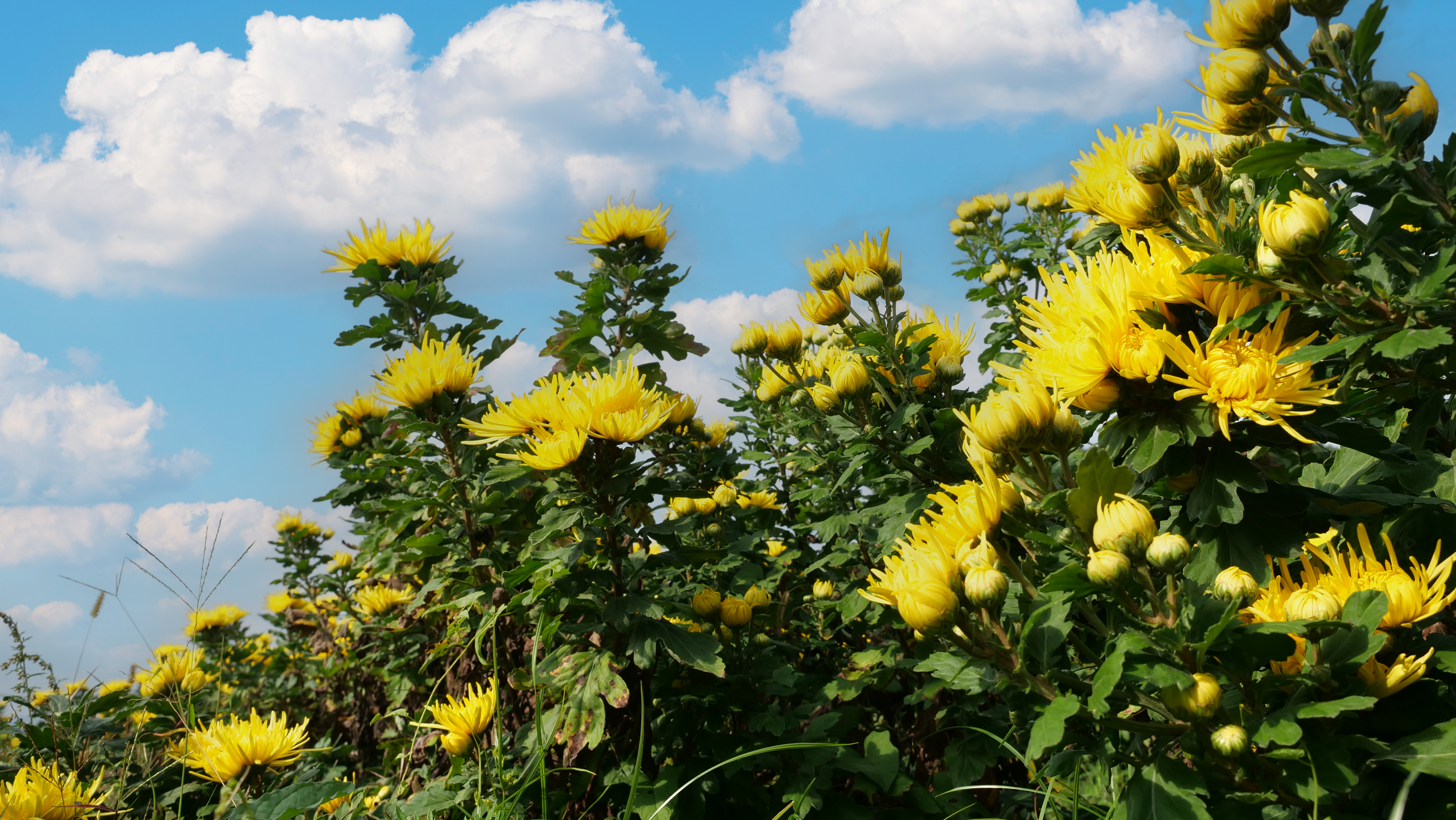 Blooming golden silk chrysanthemums are seen in Dejiang County, Guizhou Province. /Photo provided to CGTN