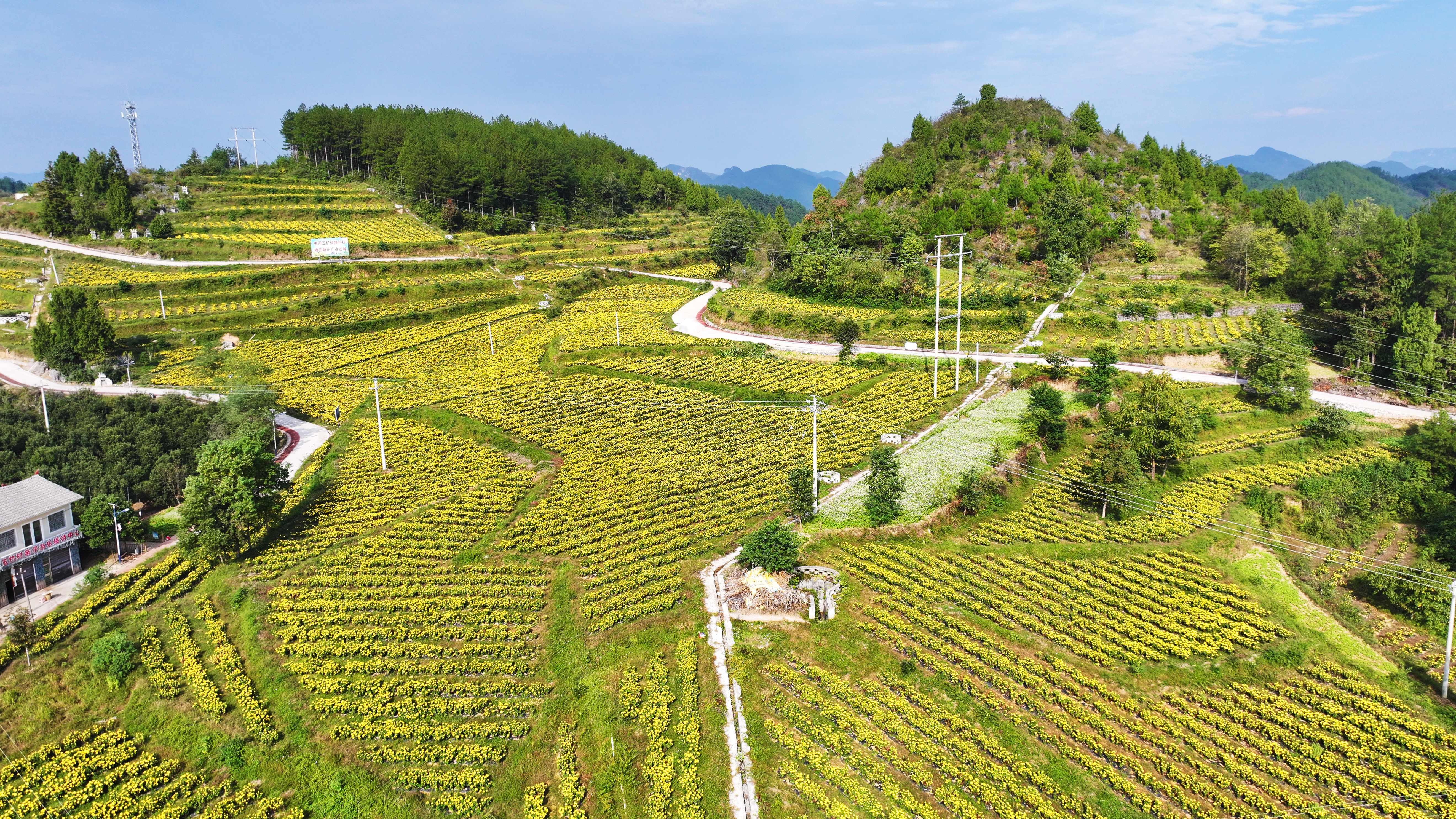 An aerial view of blooming golden silk chrysanthemums is seen in Dejiang County, Guizhou Province. /Photo provided to CGTN