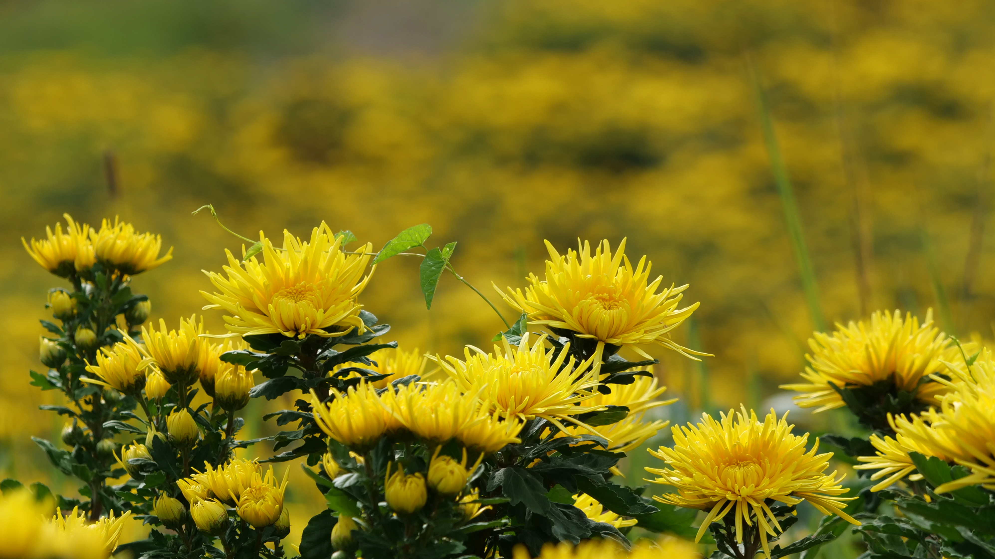 Blooming golden silk chrysanthemums are seen in Dejiang County, Guizhou Province. /Photo provided to CGTN