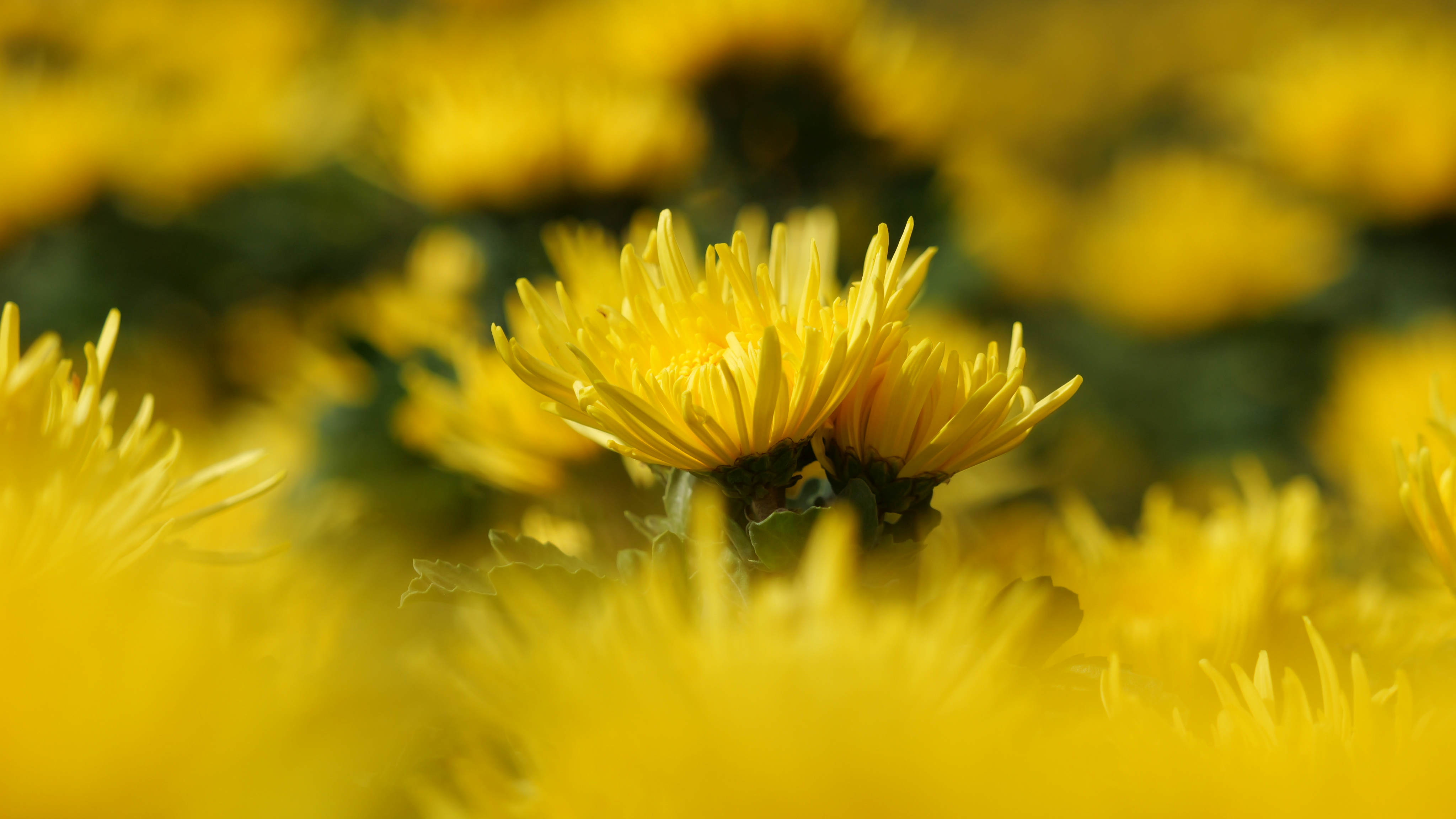 A close-up view of the blooming golden silk chrysanthemums is seen in Dejiang County, Guizhou Province. /Photo provided to CGTN