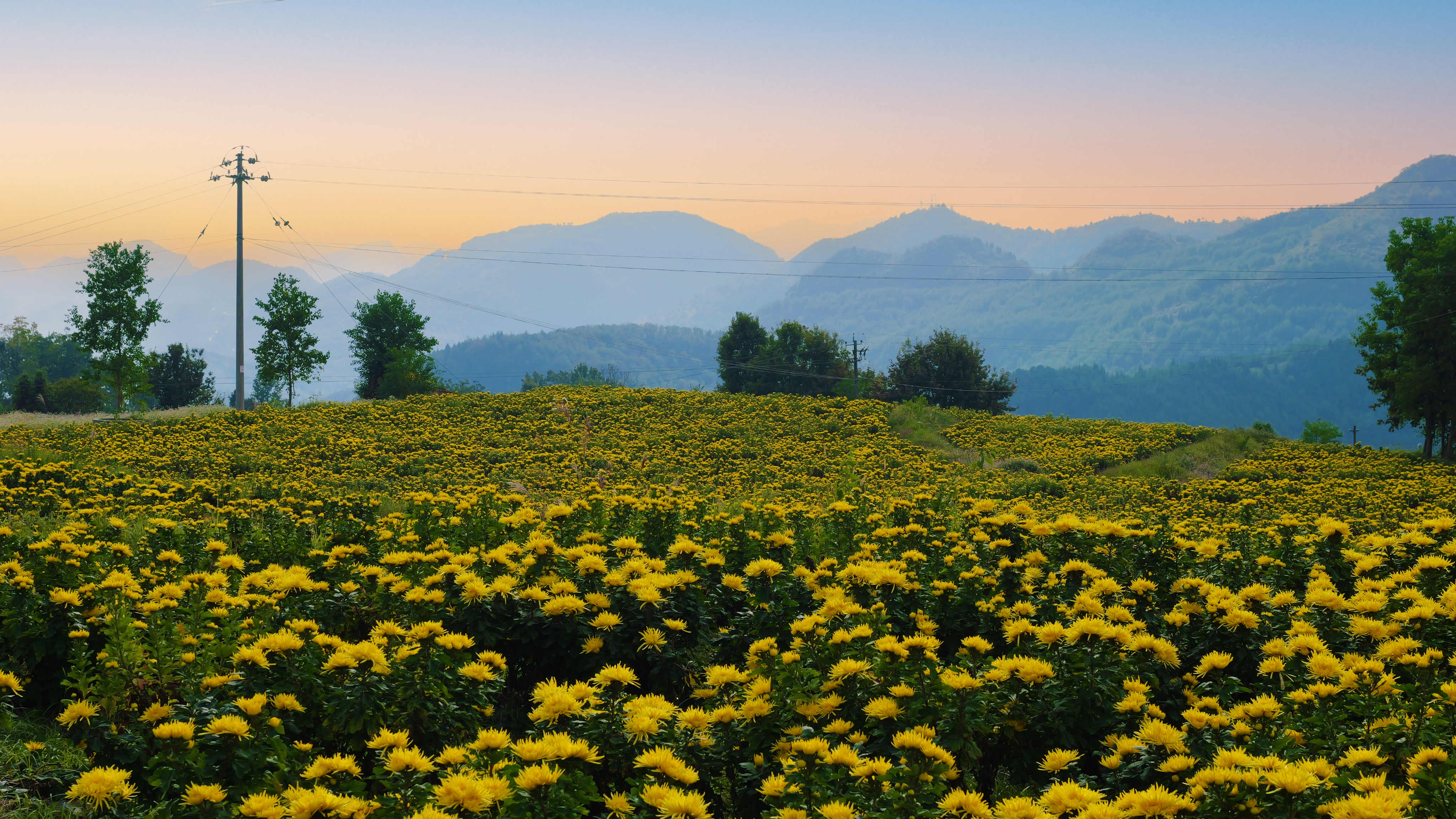 Blooming golden silk chrysanthemums are seen in Dejiang County, Guizhou Province. /Photo provided to CGTN