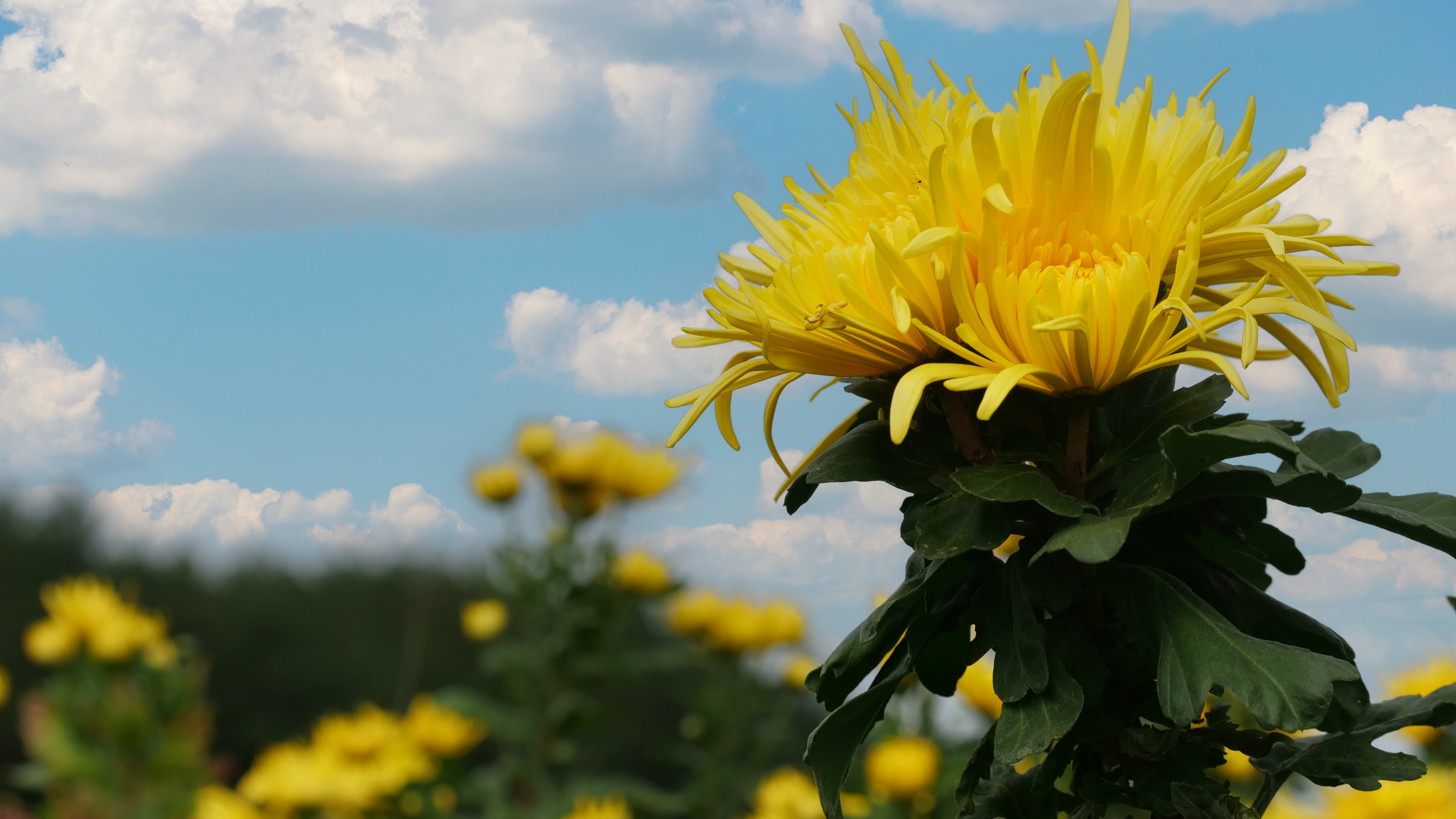 A close-up view of the blooming golden silk chrysanthemums is seen in Dejiang County, Guizhou Province. /Photo provided to CGTN