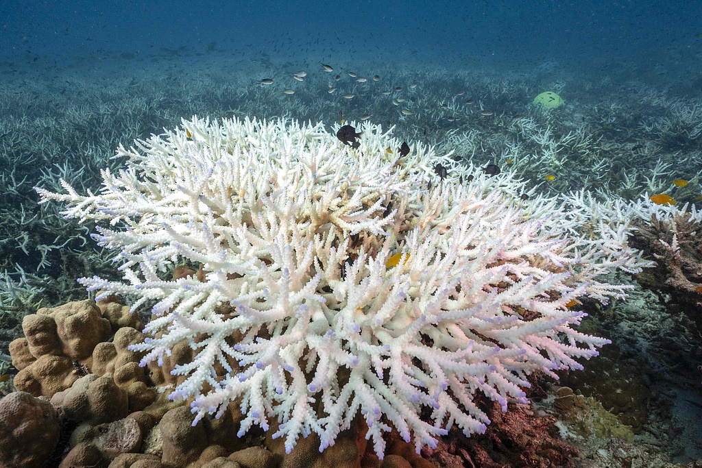 Bleached corals around Koh Tao island, Surat Thani, southern Thailand, June 14, 2024. /CFP