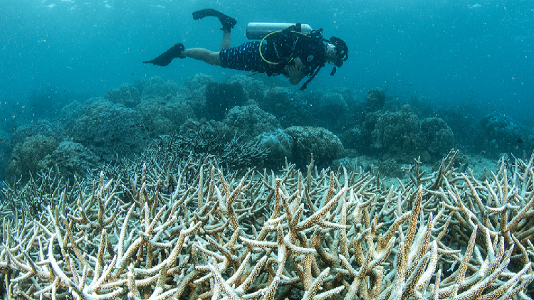 UN holds emergency session on coral bleaching at biodiversity summit