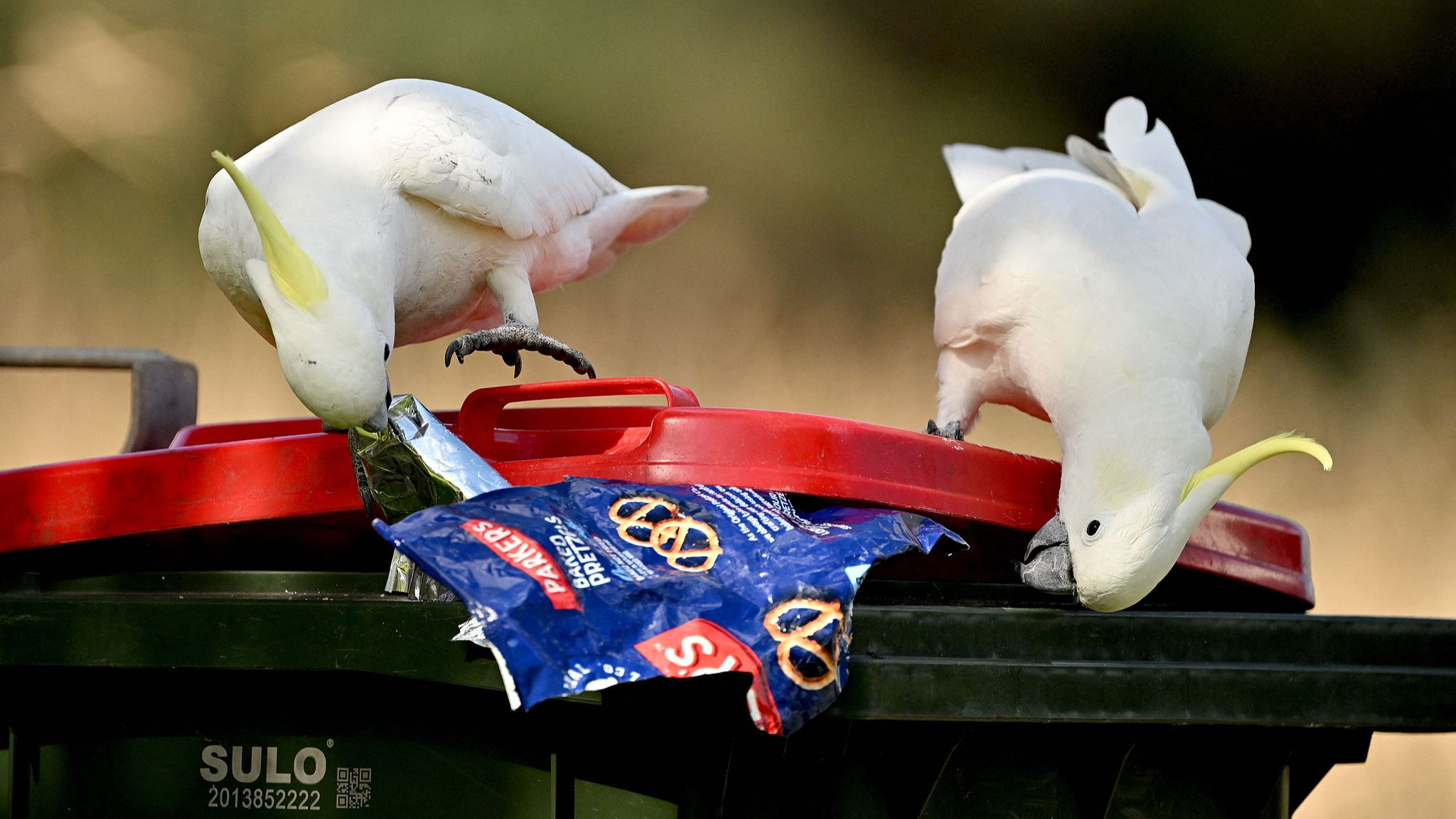 New satellite tool spots plastic waste on beaches