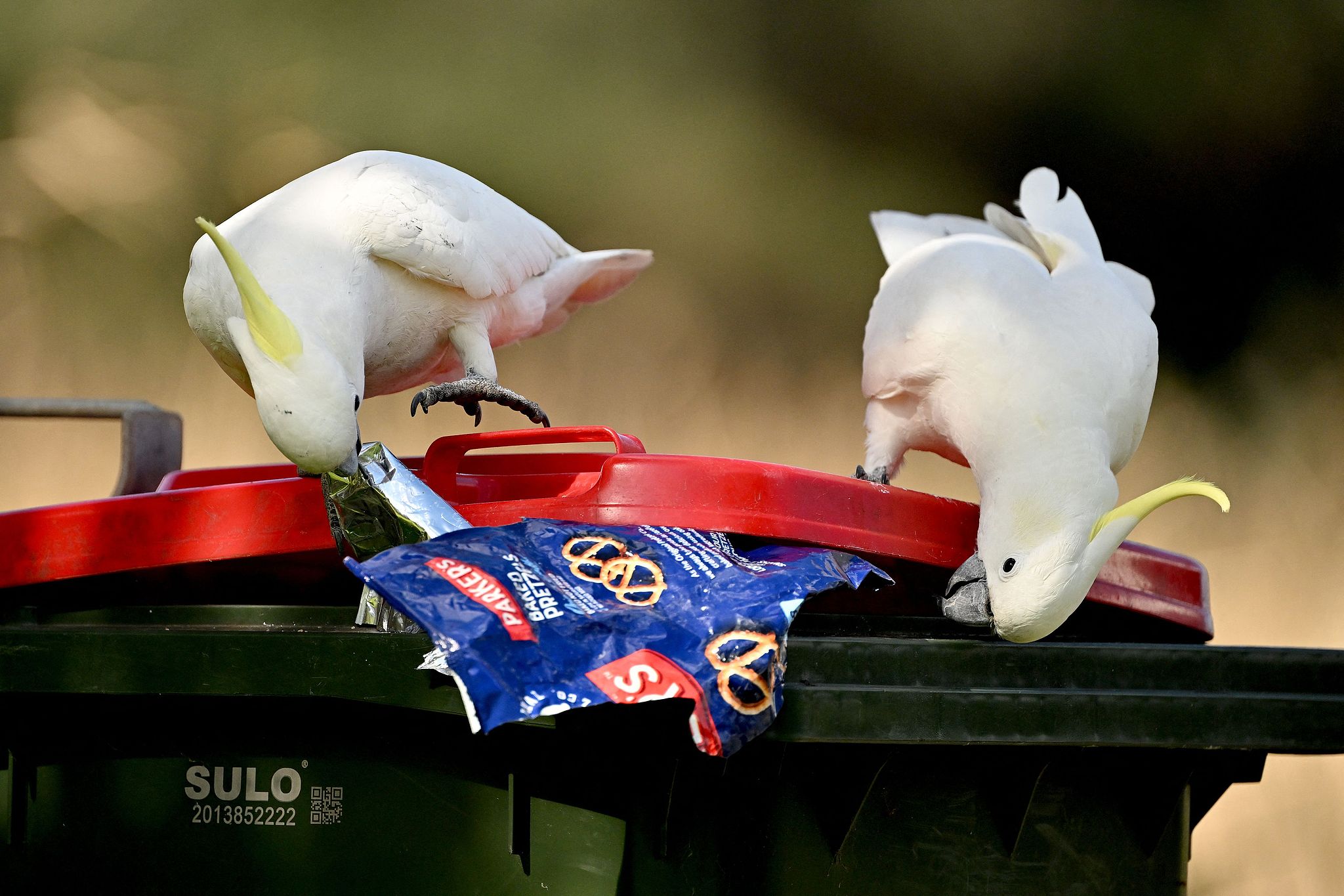 Cockatoos look for food in a garbage bin near restaurants in the New South Wales coastal city of Wollongong, Australia, August 30, 2022. /CFP