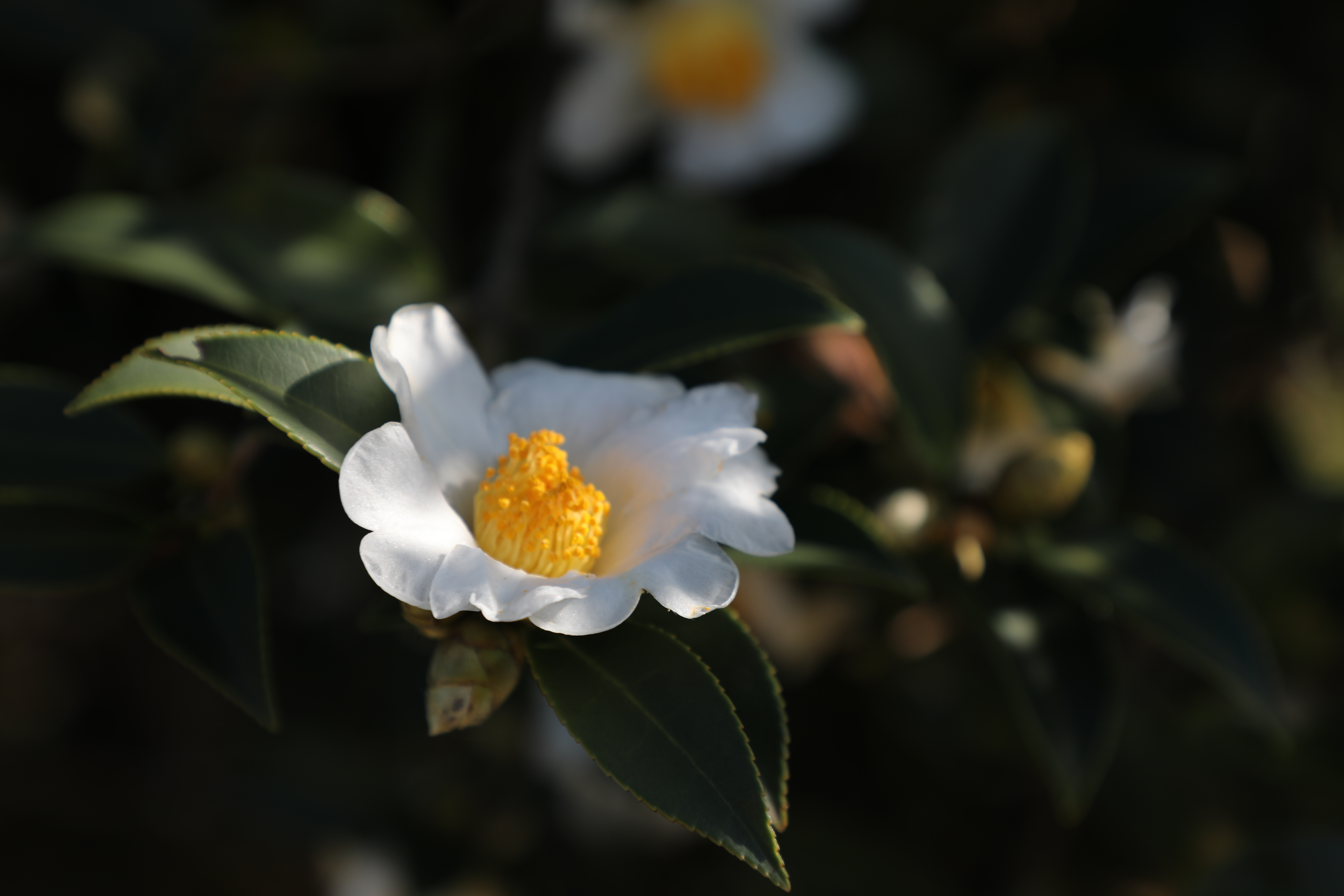 A photo shows blossoming tea oil camellias in Tongren, Guizhou Province. /Photo provided to CGTN