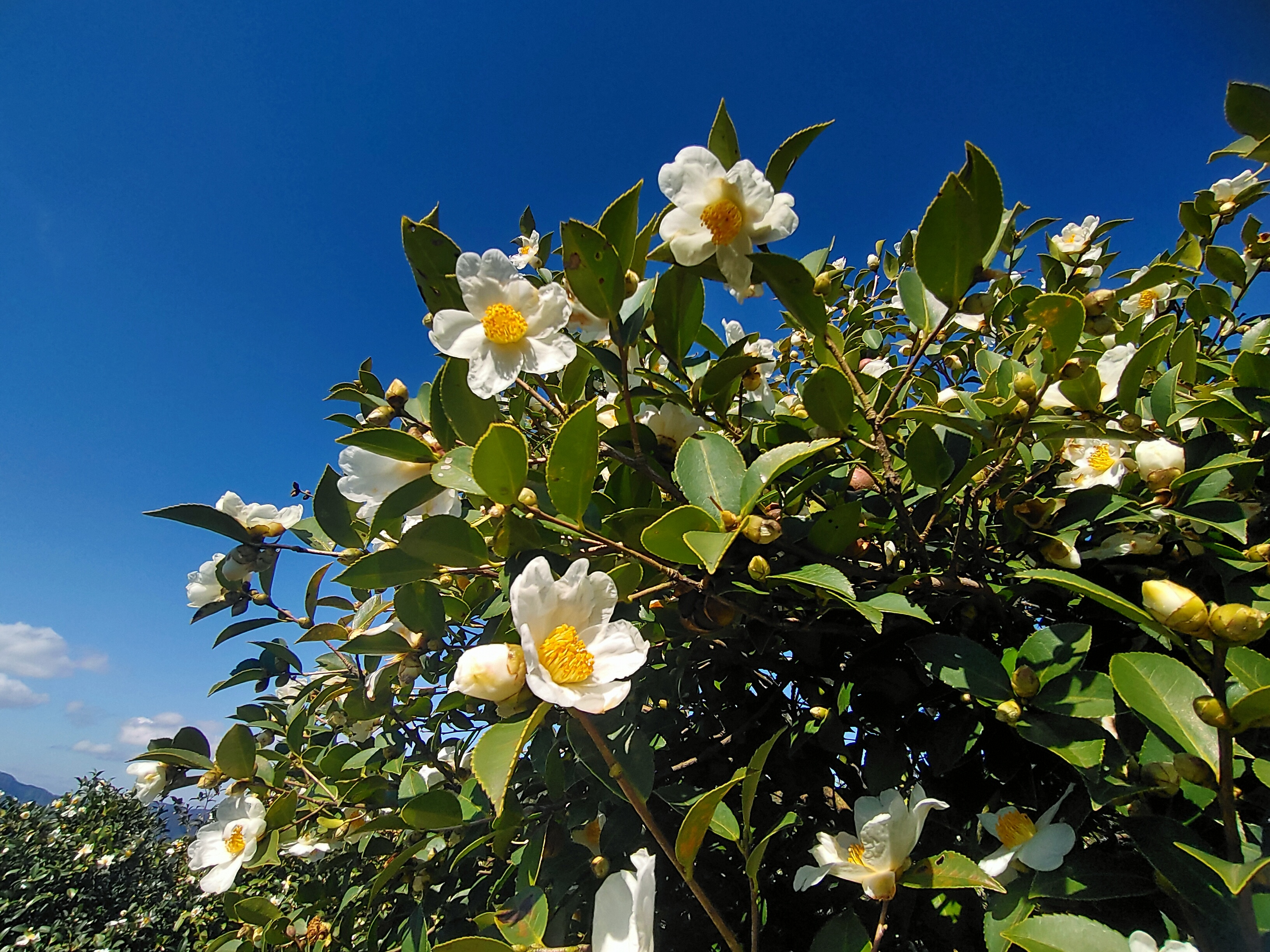 A photo shows blossoming tea oil camellias in Tongren, Guizhou Province. /Photo provided to CGTN