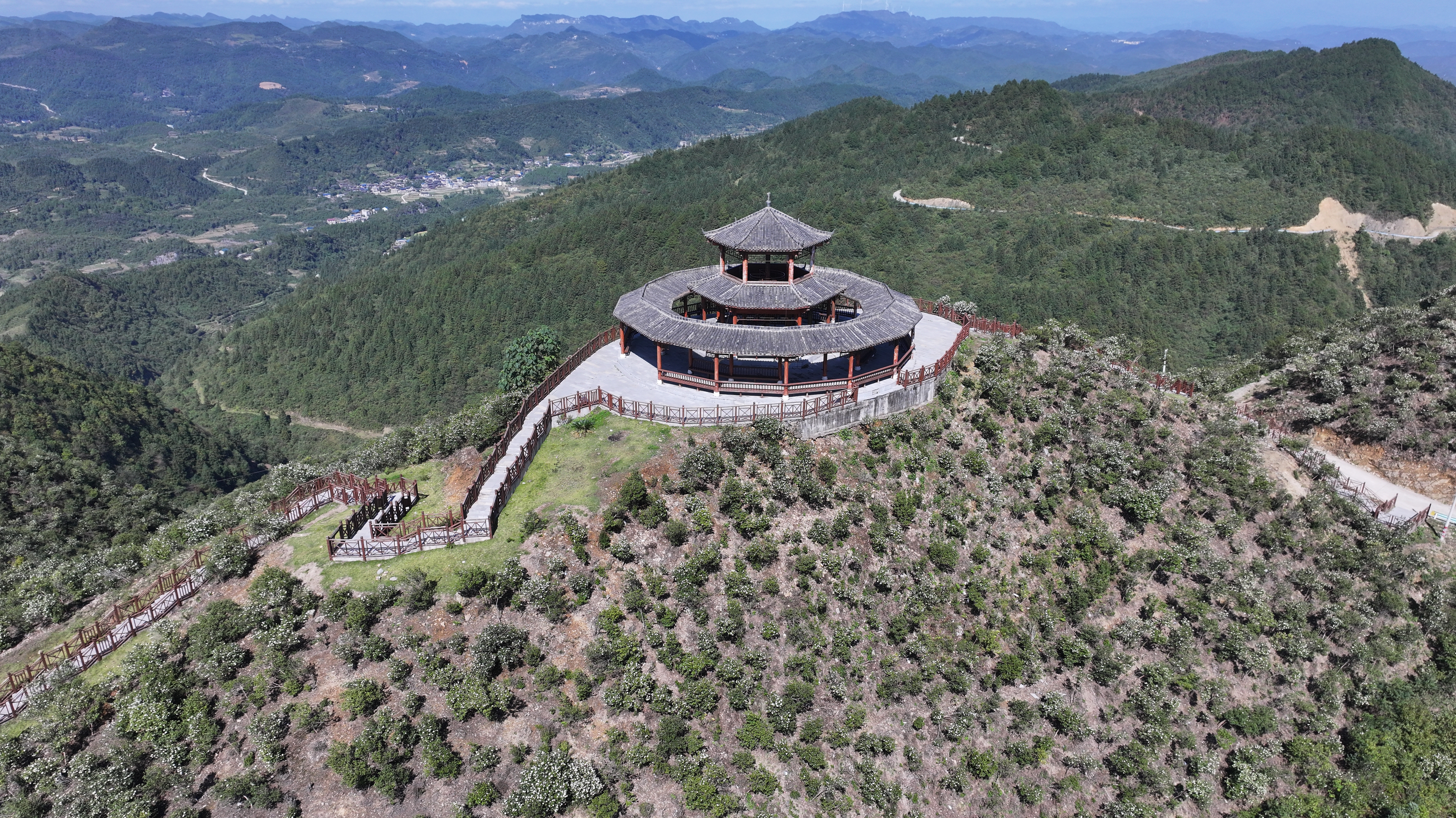 In October, the hillsides of Shiqian and Yuping counties in Tongren, Guizhou Province are covered with blooming tea oil camellias.  /Photo provided to CGTN