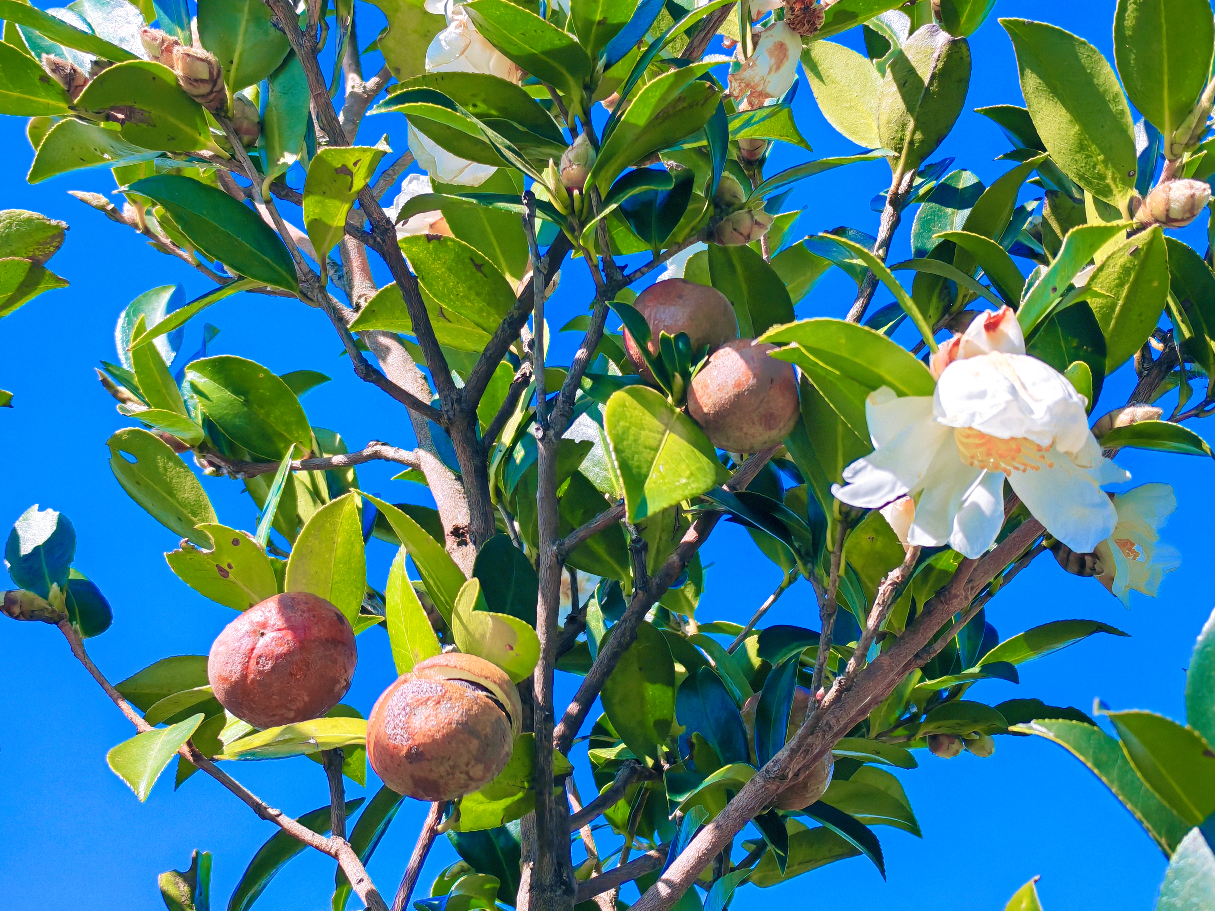 A photo shows blossoming tea oil camellias in Tongren, Guizhou Province. /Photo provided to CGTN