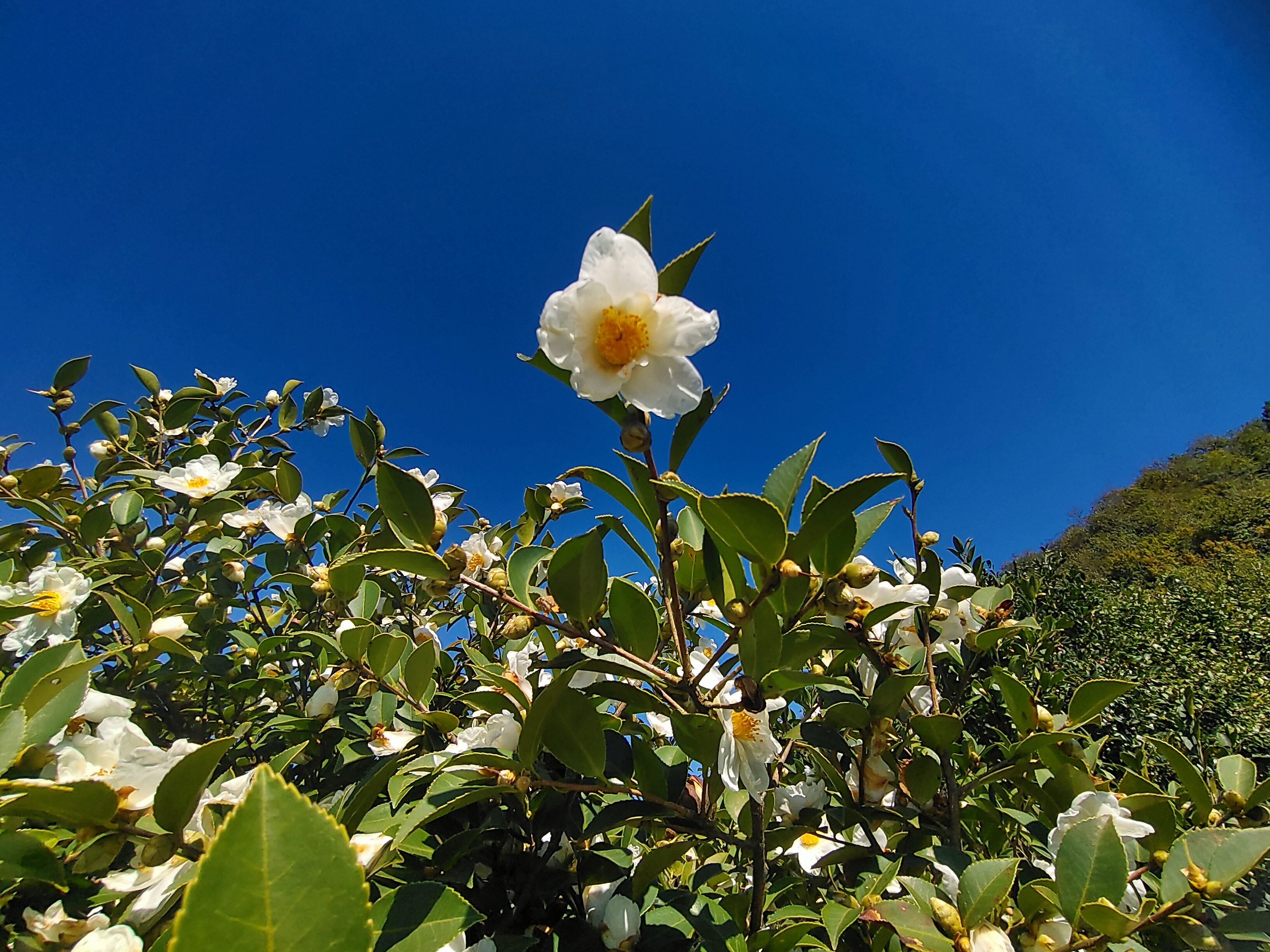 A photo shows blossoming tea oil camellias in Tongren, Guizhou Province. /Photo provided to CGTN