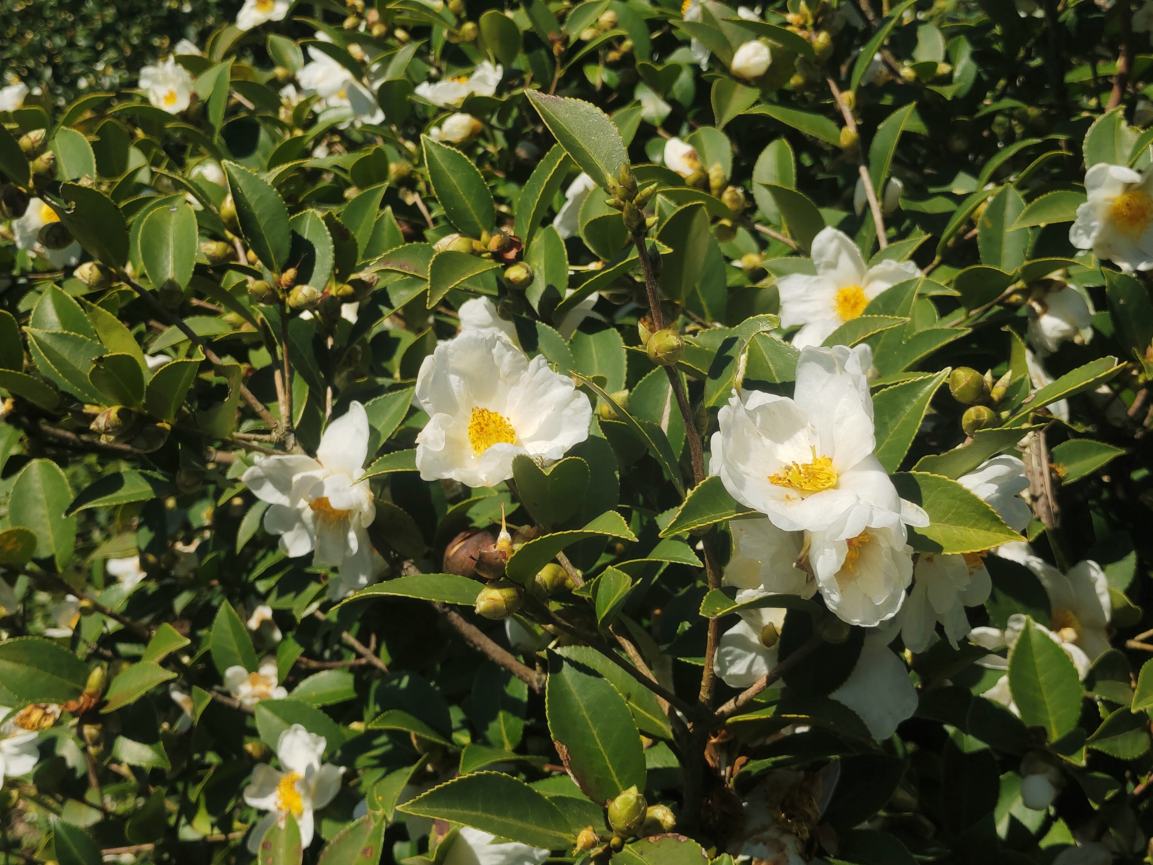 A photo shows blossoming tea oil camellias in Tongren, Guizhou Province. /Photo provided to CGTN