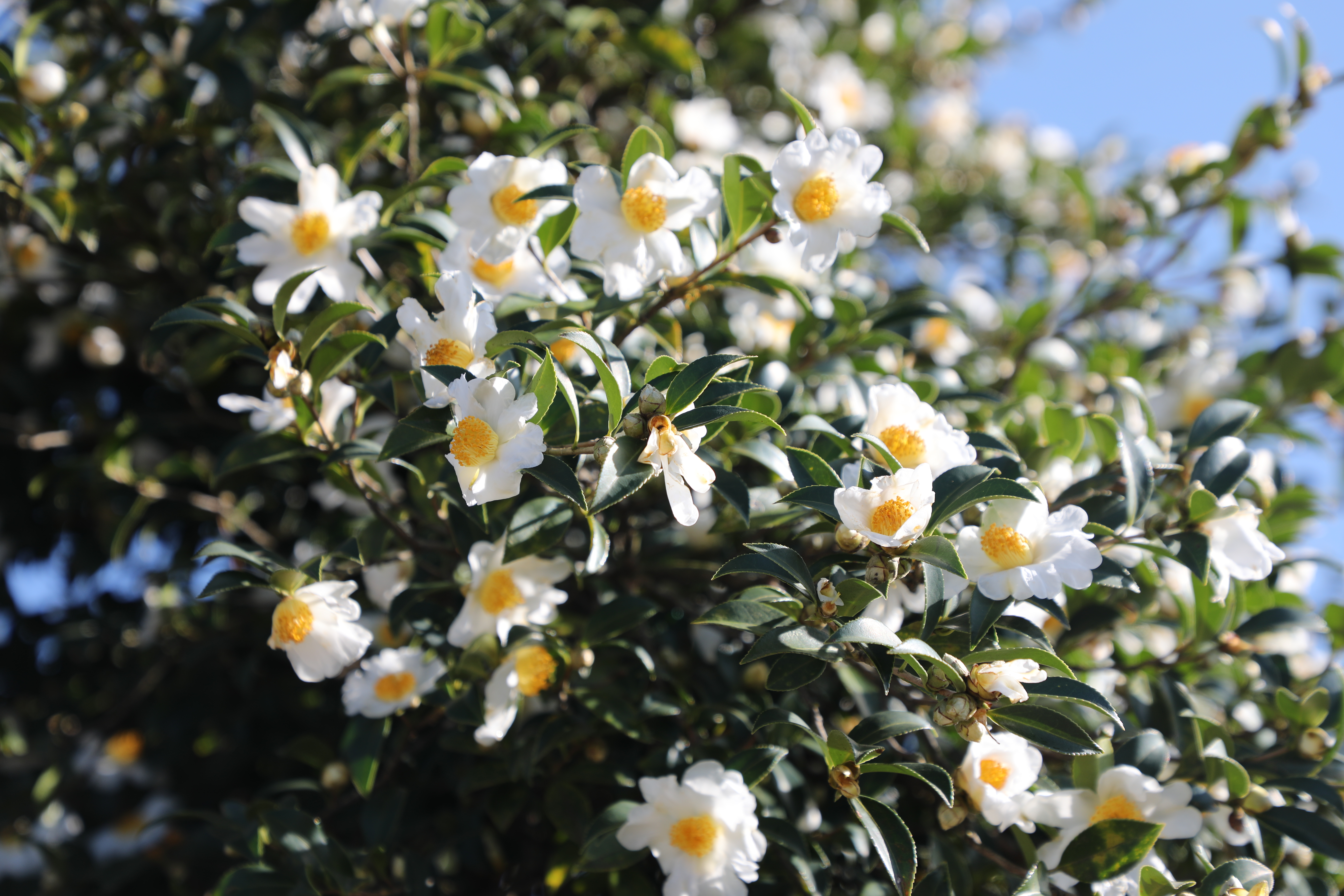 A photo shows blossoming tea oil camellias in Tongren, Guizhou Province. /Photo provided to CGTN