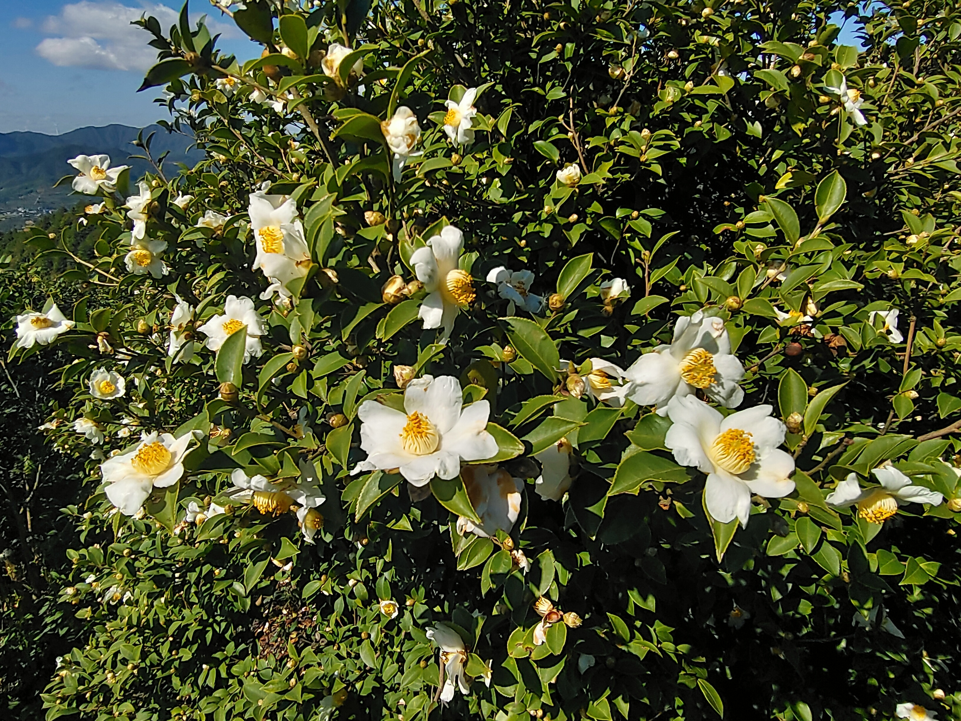 A photo shows blossoming tea oil camellias in Tongren, Guizhou Province. /Photo provided to CGTN