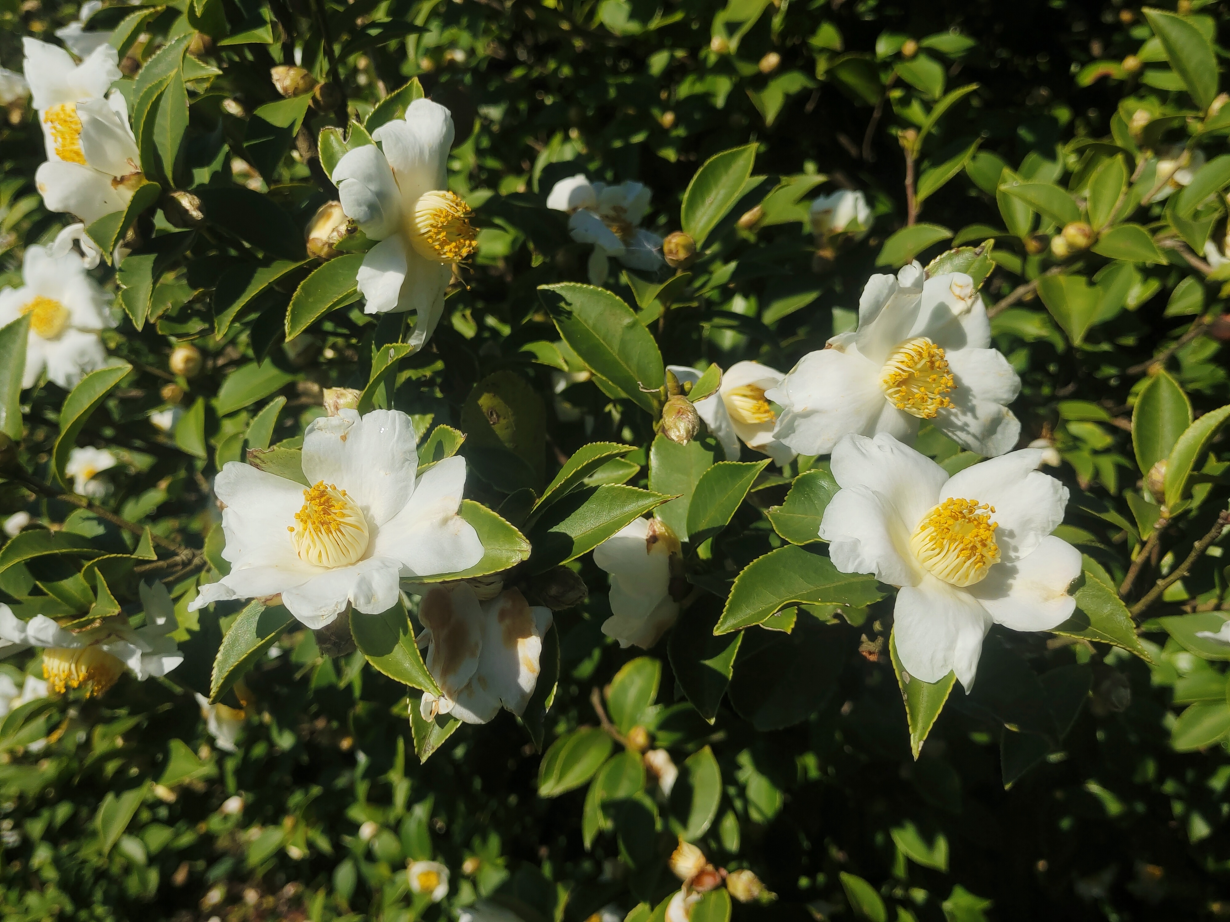 A photo shows blossoming tea oil camellias in Tongren, Guizhou Province. /Photo provided to CGTN