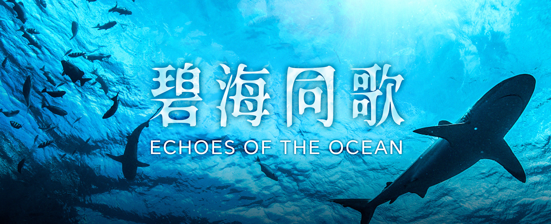 ECHOES OF THE OCEAN