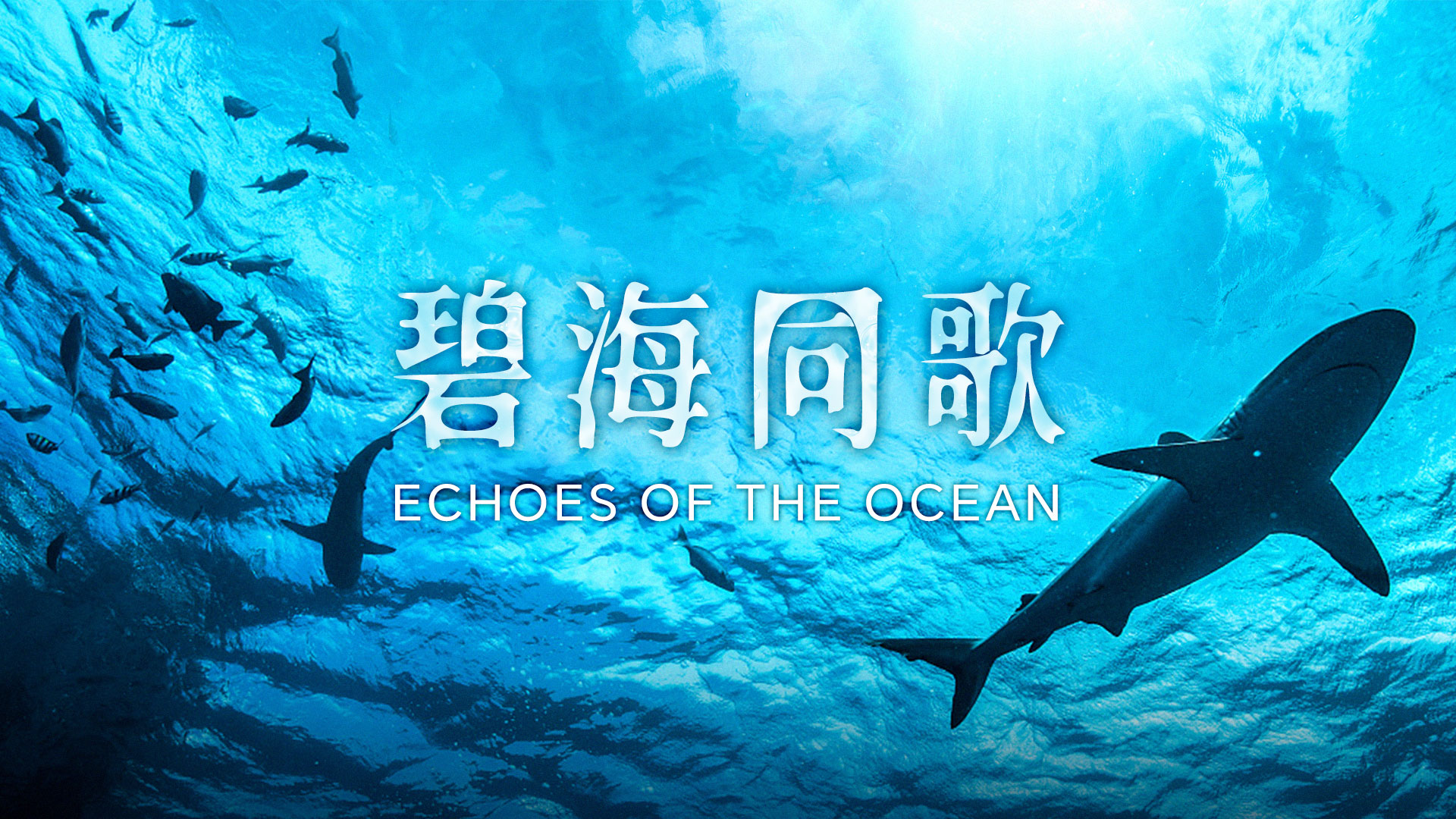 Echoes of the Ocean