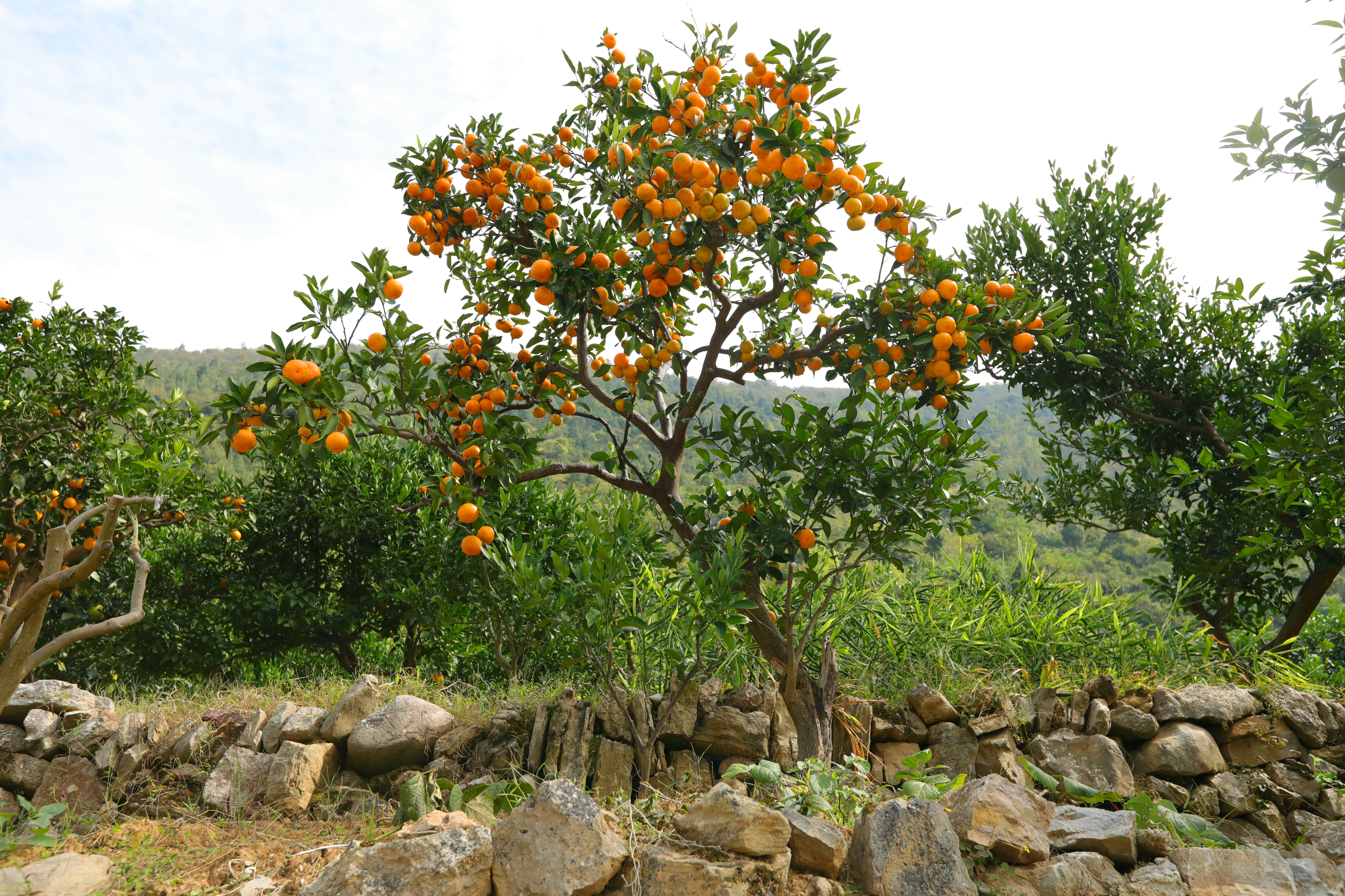 Tangerines ready for harvest are pictured at the foot of Mount Fanjing in Yinjiang, Guizhou Province. /Photo provided to CGTN