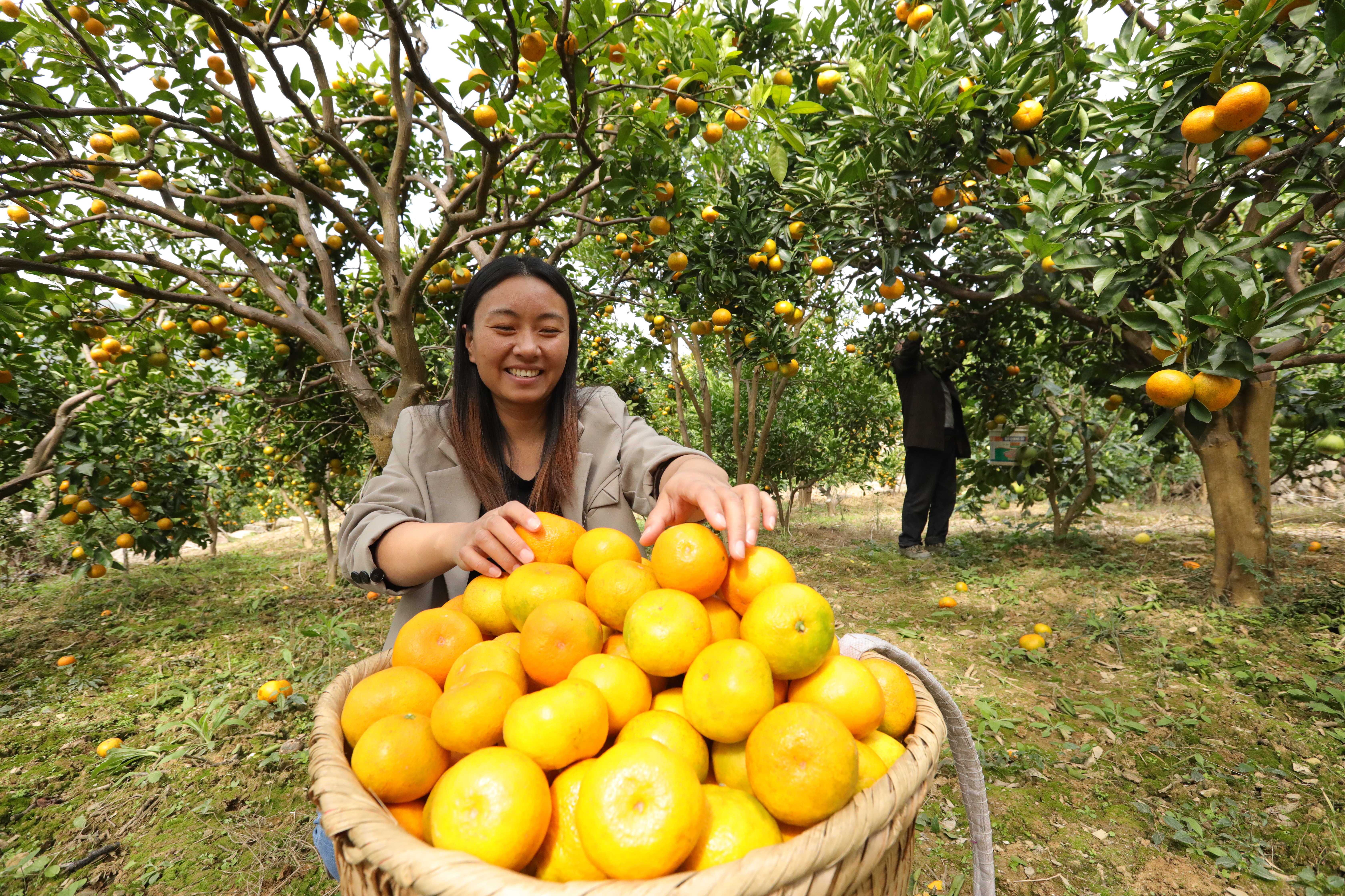 A woman puts tangerines into a basket at the foot of Mount Fanjing in Yinjiang, Guizhou Province. /Photo provided to CGTN