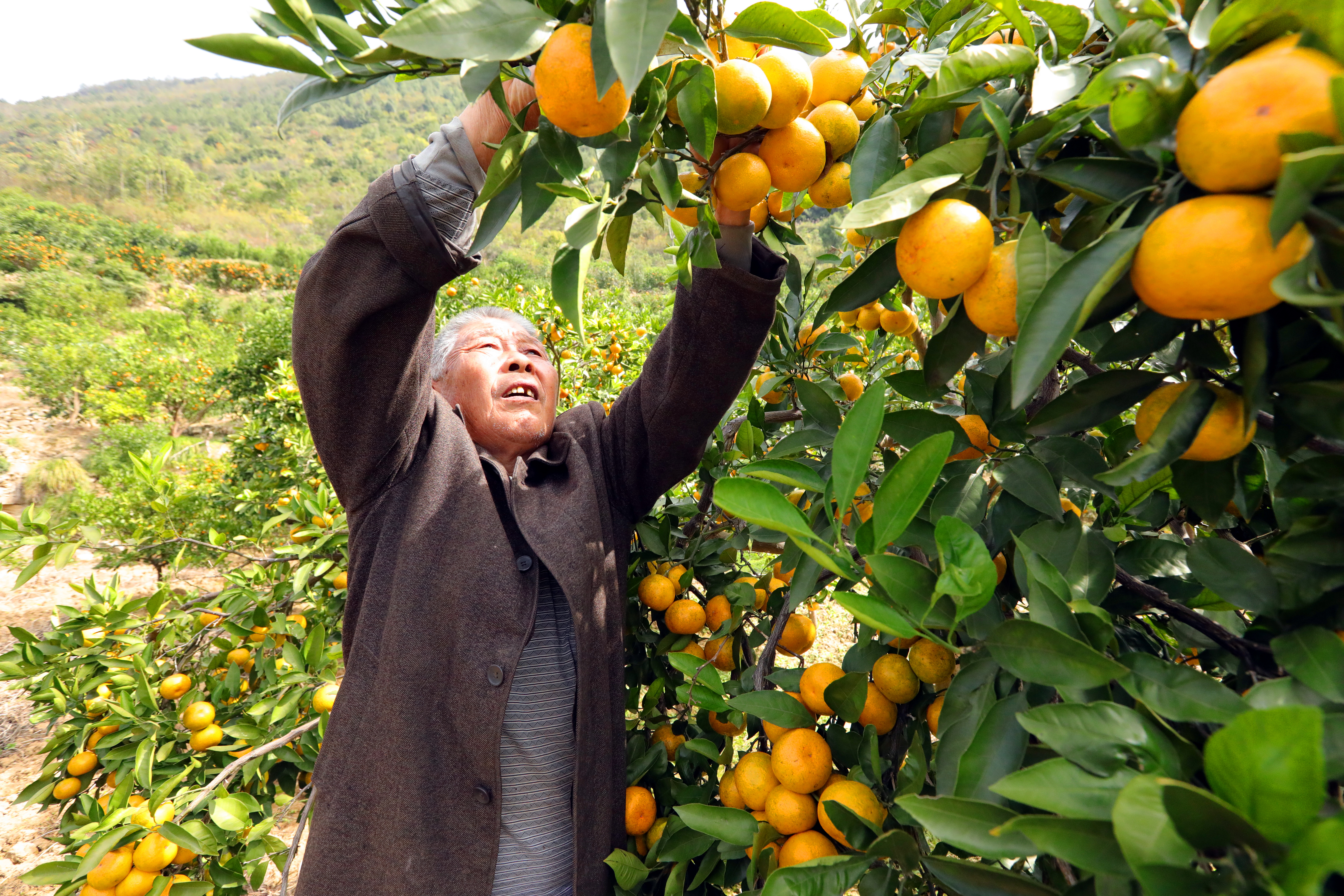 A villager picks tangerines at the foot of Mount Fanjing in Yinjiang, Guizhou Province. /Photo provided to CGTN