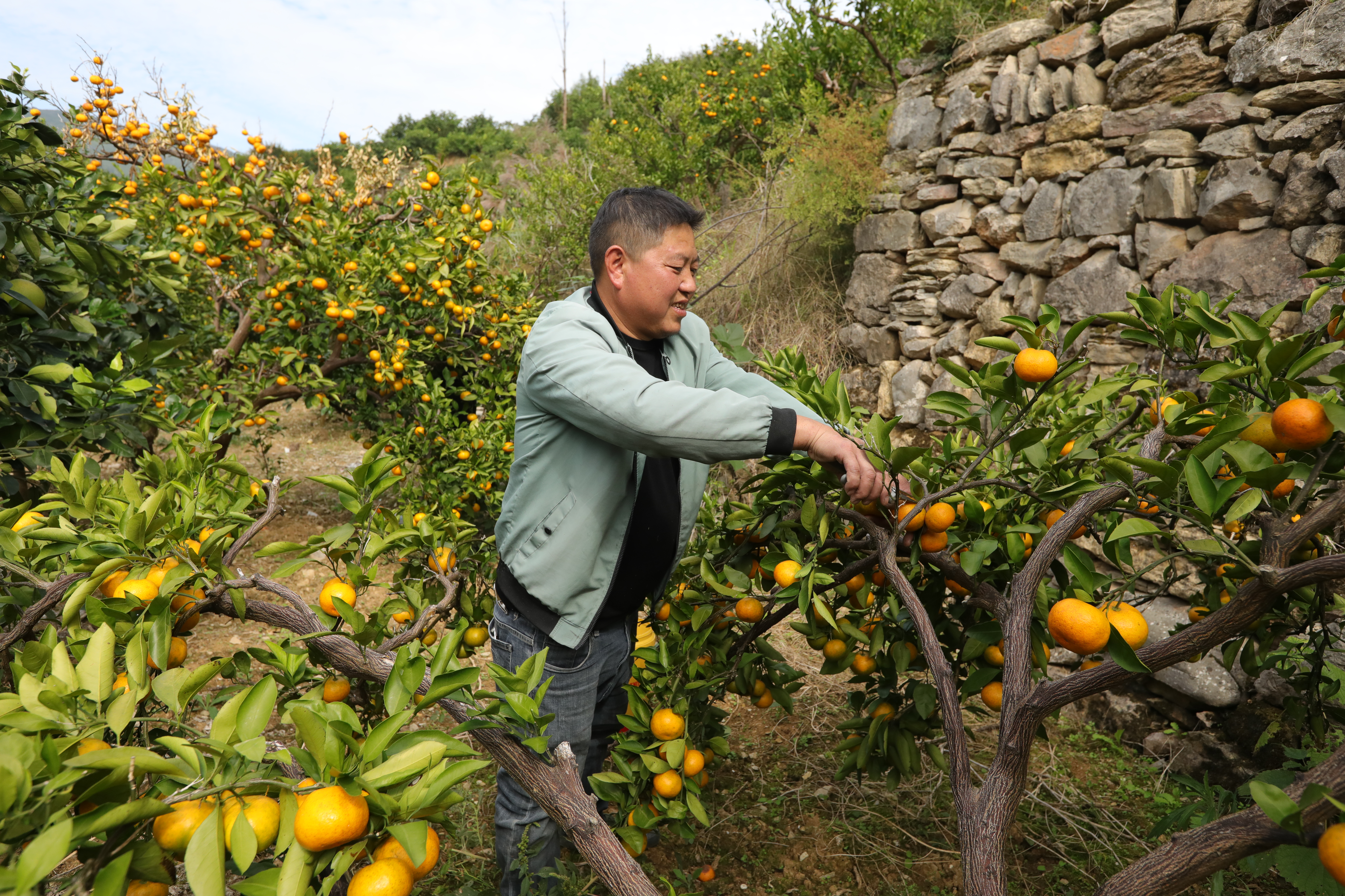 A man picks tangerines at the foot of Mount Fanjing in Yinjiang, Guizhou Province. /Photo provided to CGTN