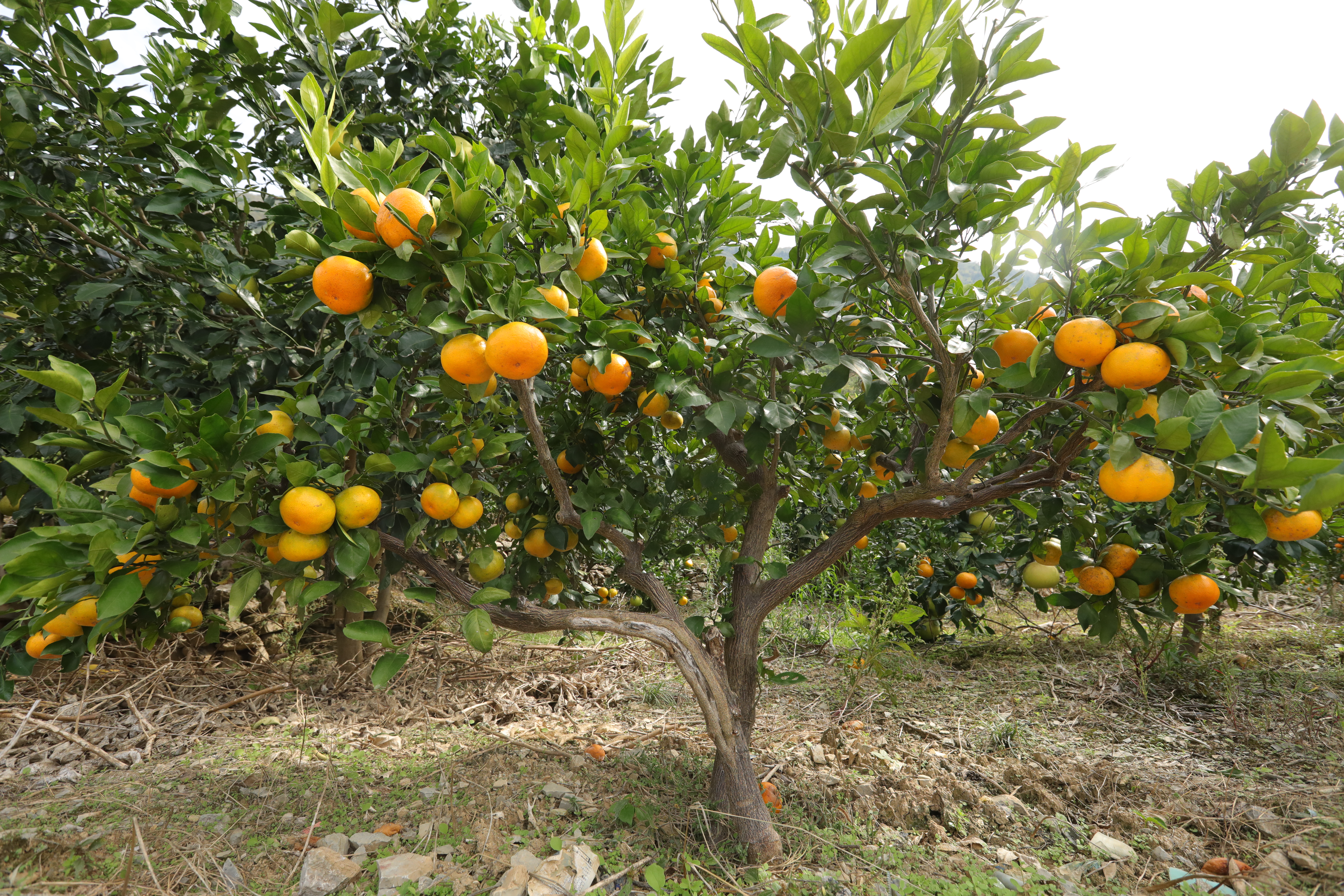 Tangerines ready for harvest are pictured at the foot of Mount Fanjing in Yinjiang, Guizhou Province. /Photo provided to CGTN