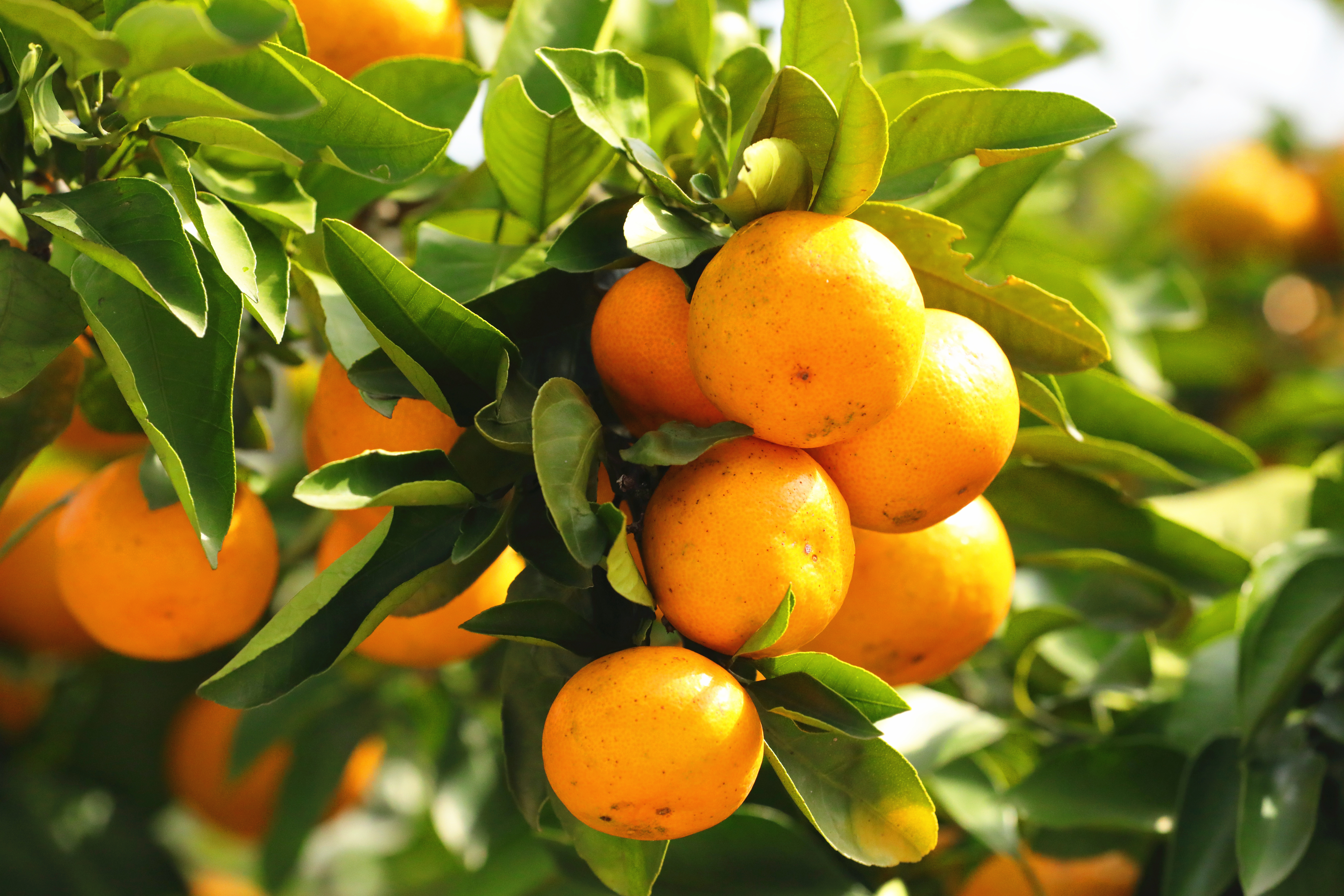 A close-up view of ripe tangerines is taken at the foot of Mount Fanjing in Yinjiang, Guizhou Province. /Photo provided to CGTN