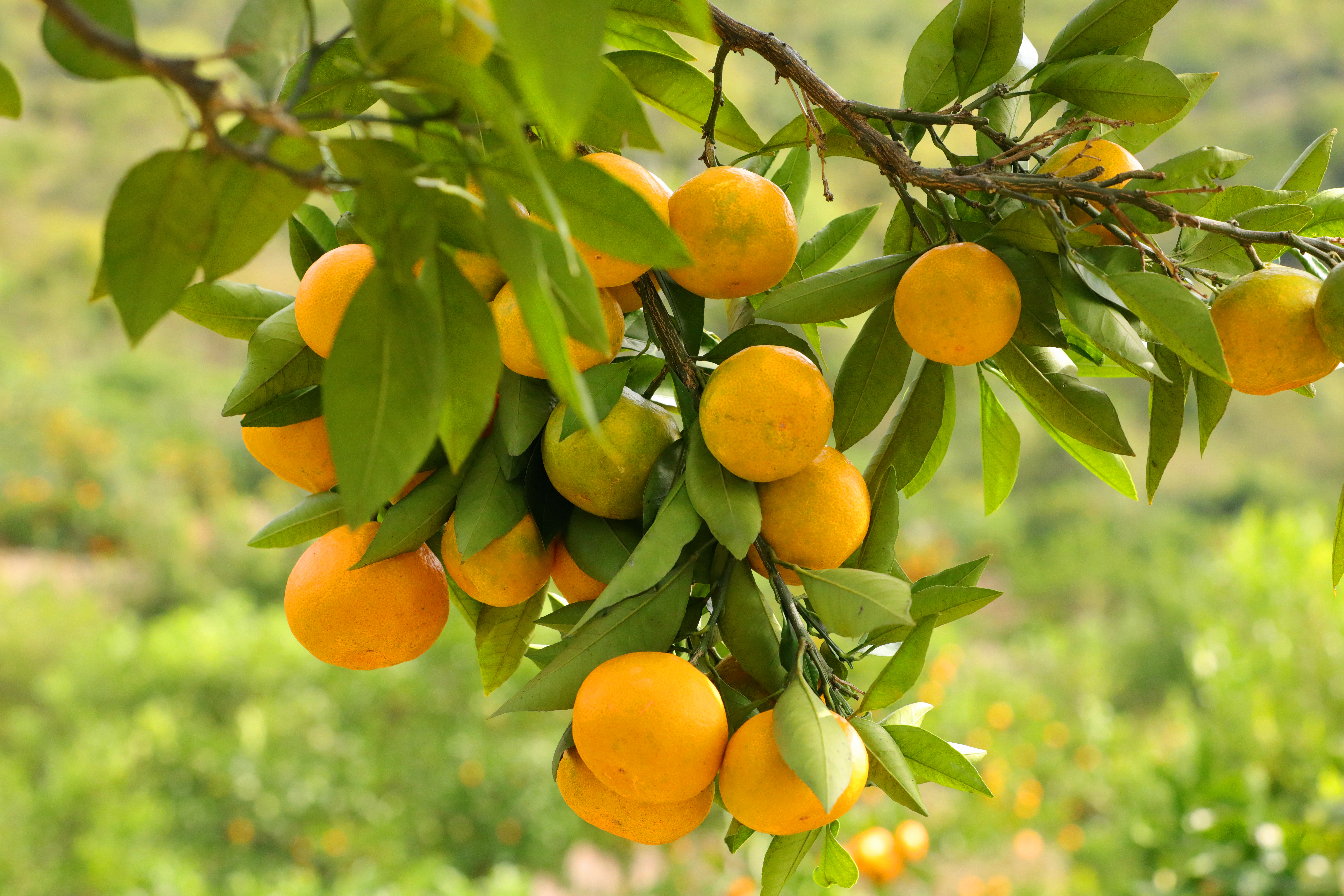 Ripe tangerines are pictured at the foot of Mount Fanjing in Yinjiang, Guizhou Province. /Photo provided to CGTN