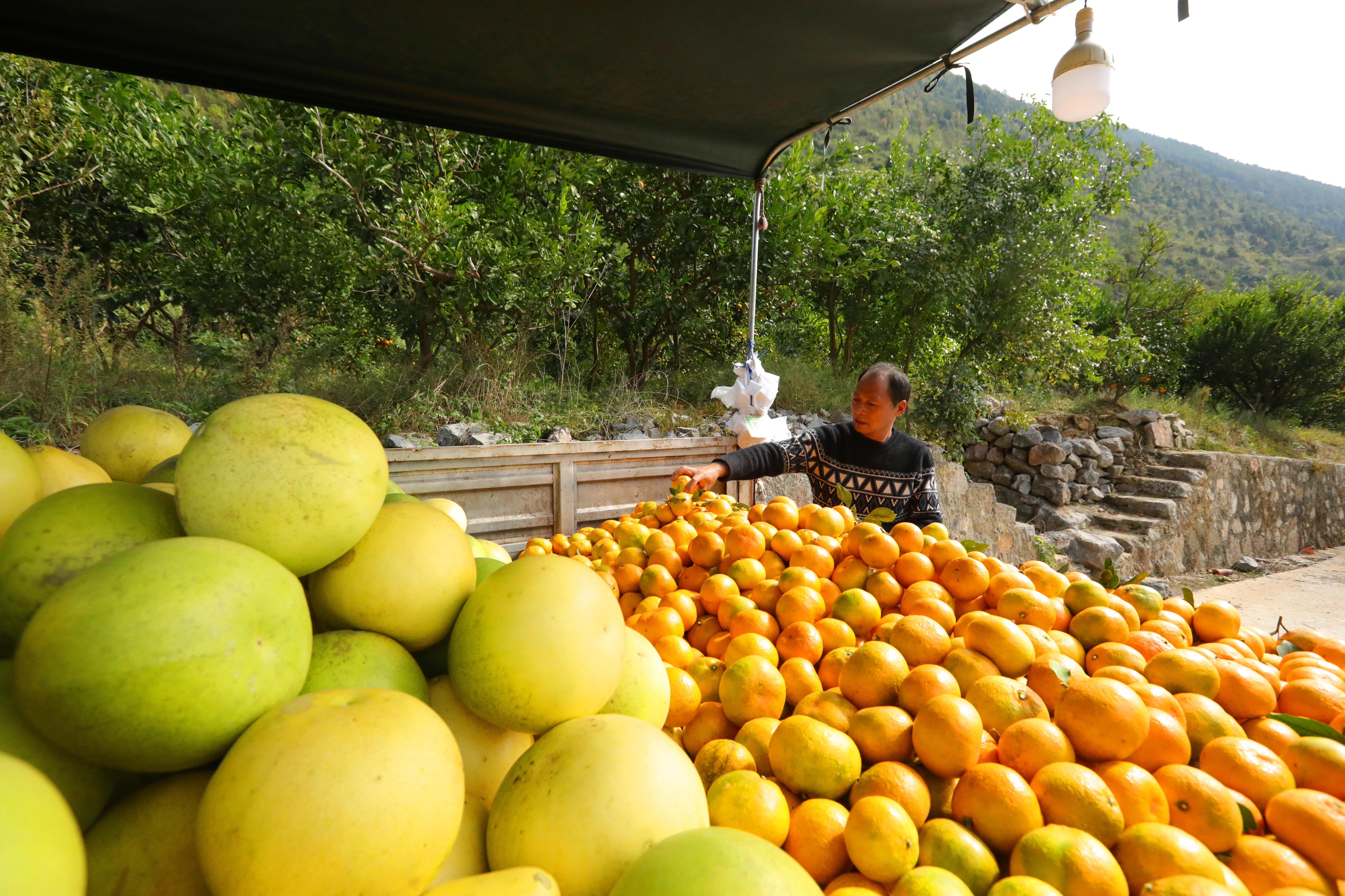 Citrus fruit harvested at the foot of Mount Fanjing are loaded onto a vehicle in Yinjiang, Guizhou Province. /Photo provided to CGTN