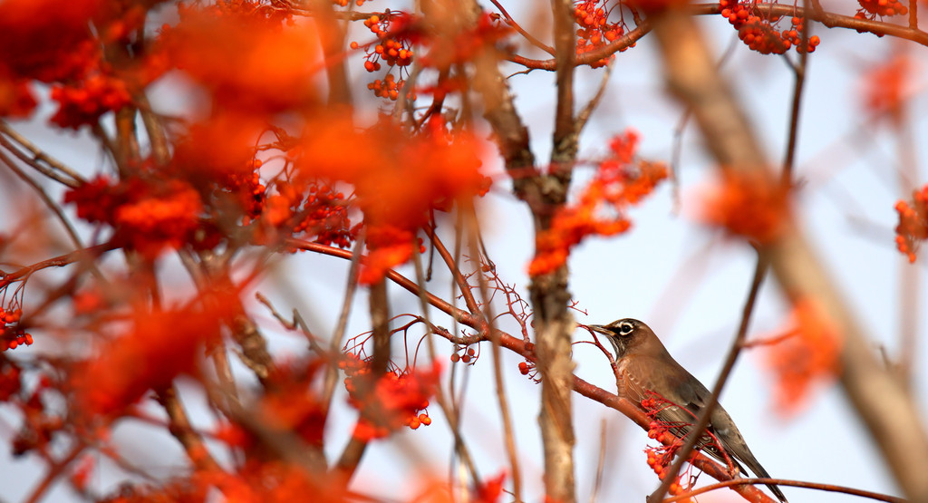 North American migratory bird Turdus migratorius appears on a tree in Harbin, Heilongjiang Province on October 31, 2024. /CFP