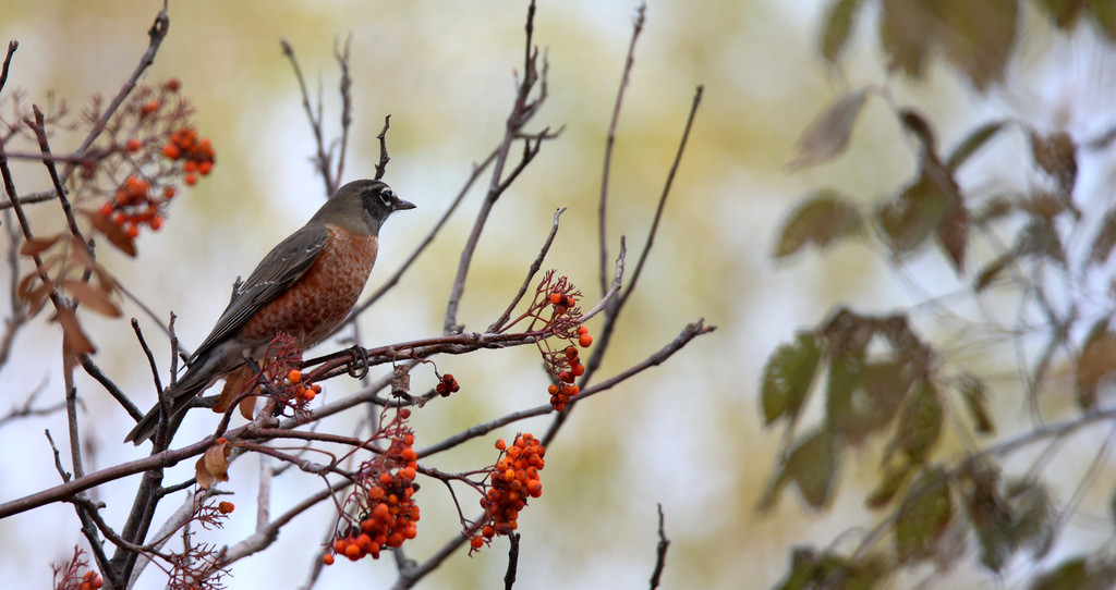 North American migratory bird Turdus migratorius appears on a tree in Harbin, Heilongjiang Province on October 31, 2024. /CFP