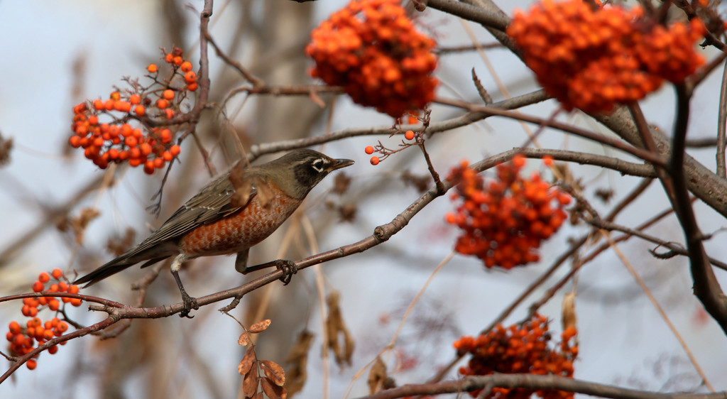 North American migratory bird Turdus migratorius appears on a tree in Harbin, Heilongjiang Province on October 31, 2024. /CFP