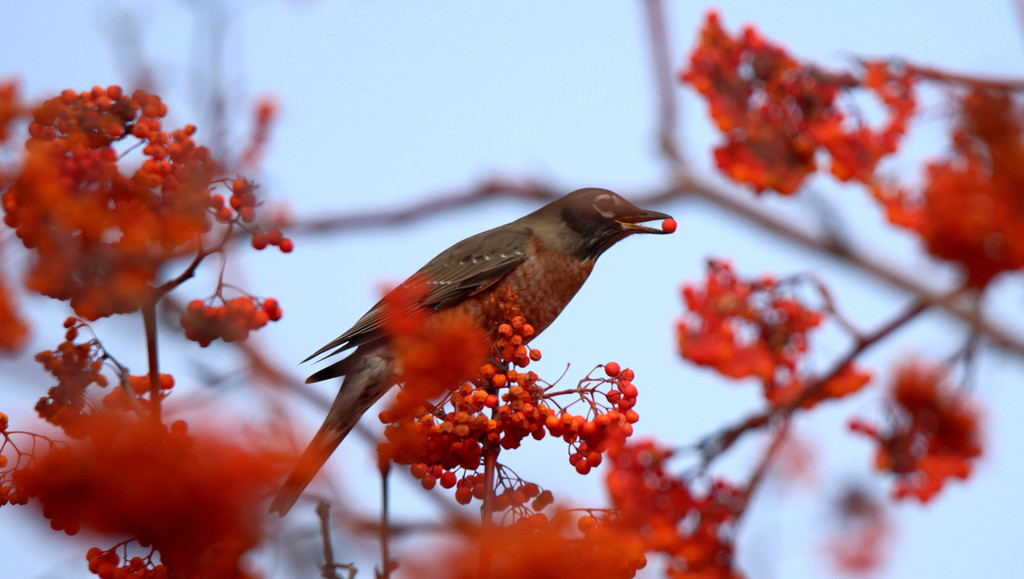 North American migratory bird Turdus migratorius appears on a tree in Harbin, Heilongjiang Province on October 31, 2024. /CFP