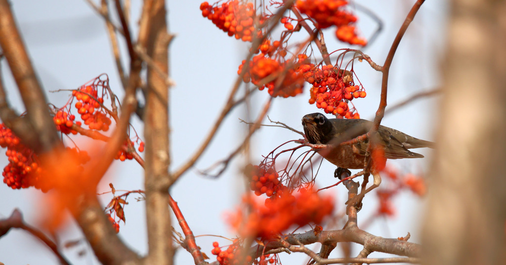 North American migratory bird Turdus migratorius appears on a tree in Harbin, Heilongjiang Province on October 31, 2024. /CFP