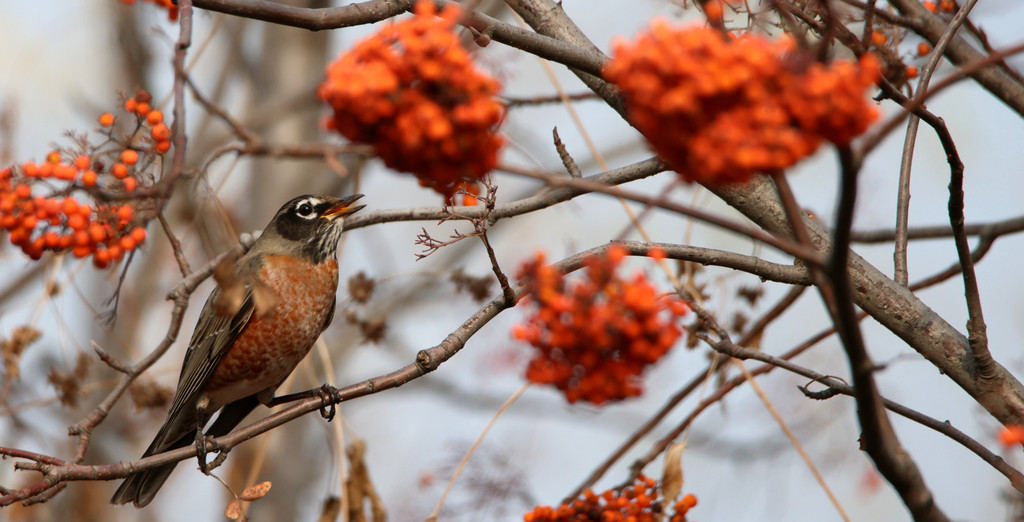 North American migratory bird Turdus migratorius appears on a tree in Harbin, Heilongjiang Province on October 31, 2024. /CFP