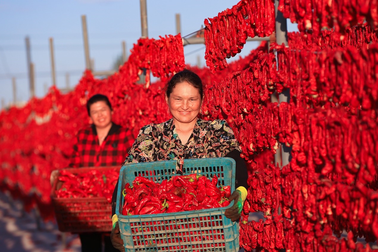 Farmers dry freshly harvested peppers at their drying yard in the Bayingolin Mongolian Autonomous Prefecture, northwest China's Xinjiang Uygur Autonomous Region, August 24, 2023. /CFP