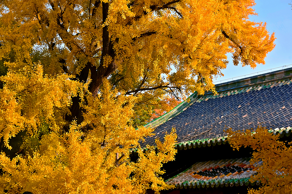 A photo taken on November 1, 2024 at Dajue Temple, in the western suburbs of Beijing. /CFP