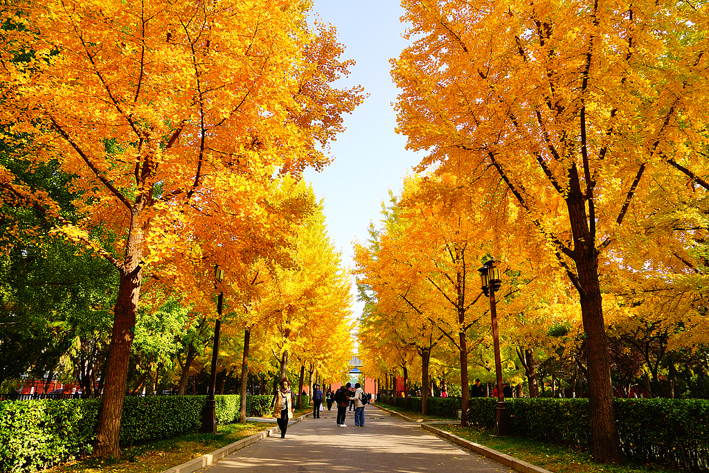 A photo taken on November 1, 2024 in Ditan Park, also known as Temple of the Earth, in Beijing. /CFP