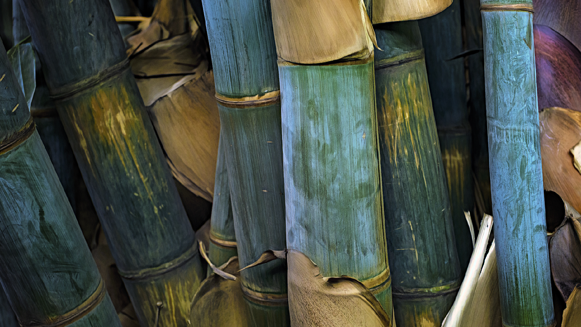 Kenya initiates bamboo project with China's support to combat flooding