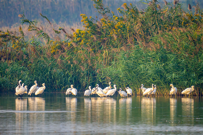 A flock of birds rests at a wetland in Shaoxing City, Zhejiang Province, November 3, 2024. /CFP