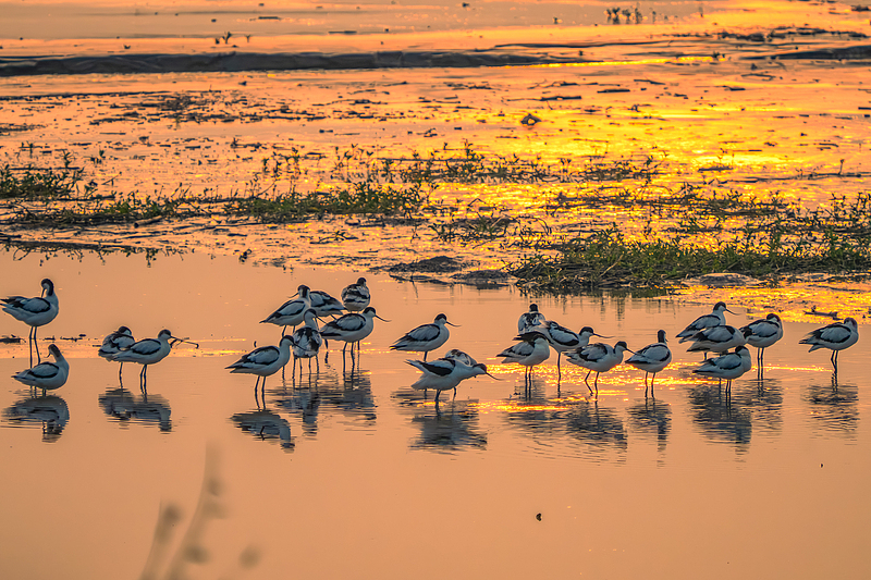 A flock of birds rests at a wetland in Shaoxing City, Zhejiang Province, November 3, 2024. /CFP