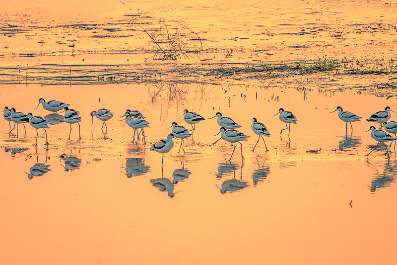 A flock of birds rests at a wetland in Shaoxing City, Zhejiang Province, November 3, 2024. /CFP