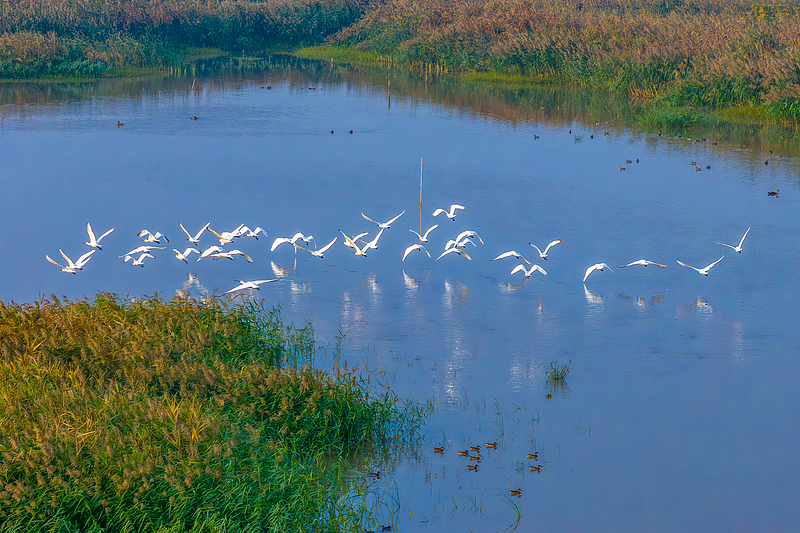 A flock of birds rests at a wetland in Shaoxing City, Zhejiang Province, November 3, 2024. /CFP