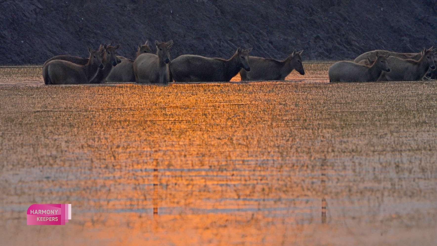 This photo shows a group of milu deer crossing the water in Jiangsu's Dafeng Milu National Nature Reserve. /CGTN