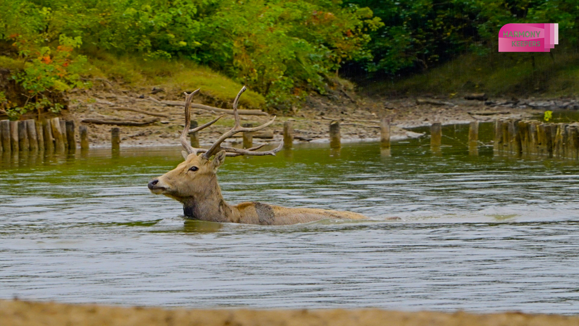 This photo shows a milu deer treading water in Jiangsu's Dafeng Milu National Nature Reserve. /CGTN