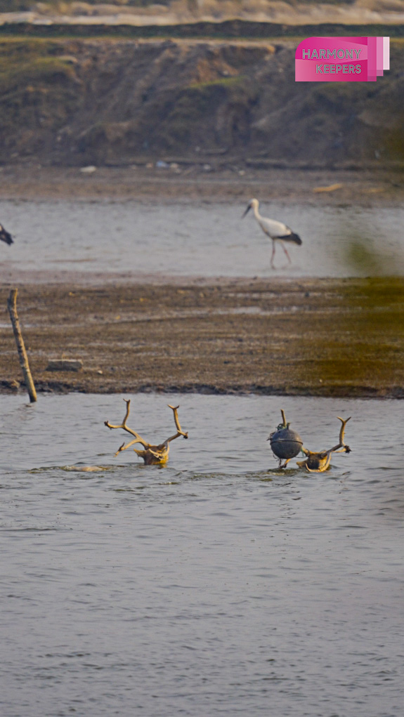 This photo shows a group of milu deer crossing the water in Jiangsu's Dafeng Milu National Nature Reserve. /CGTN