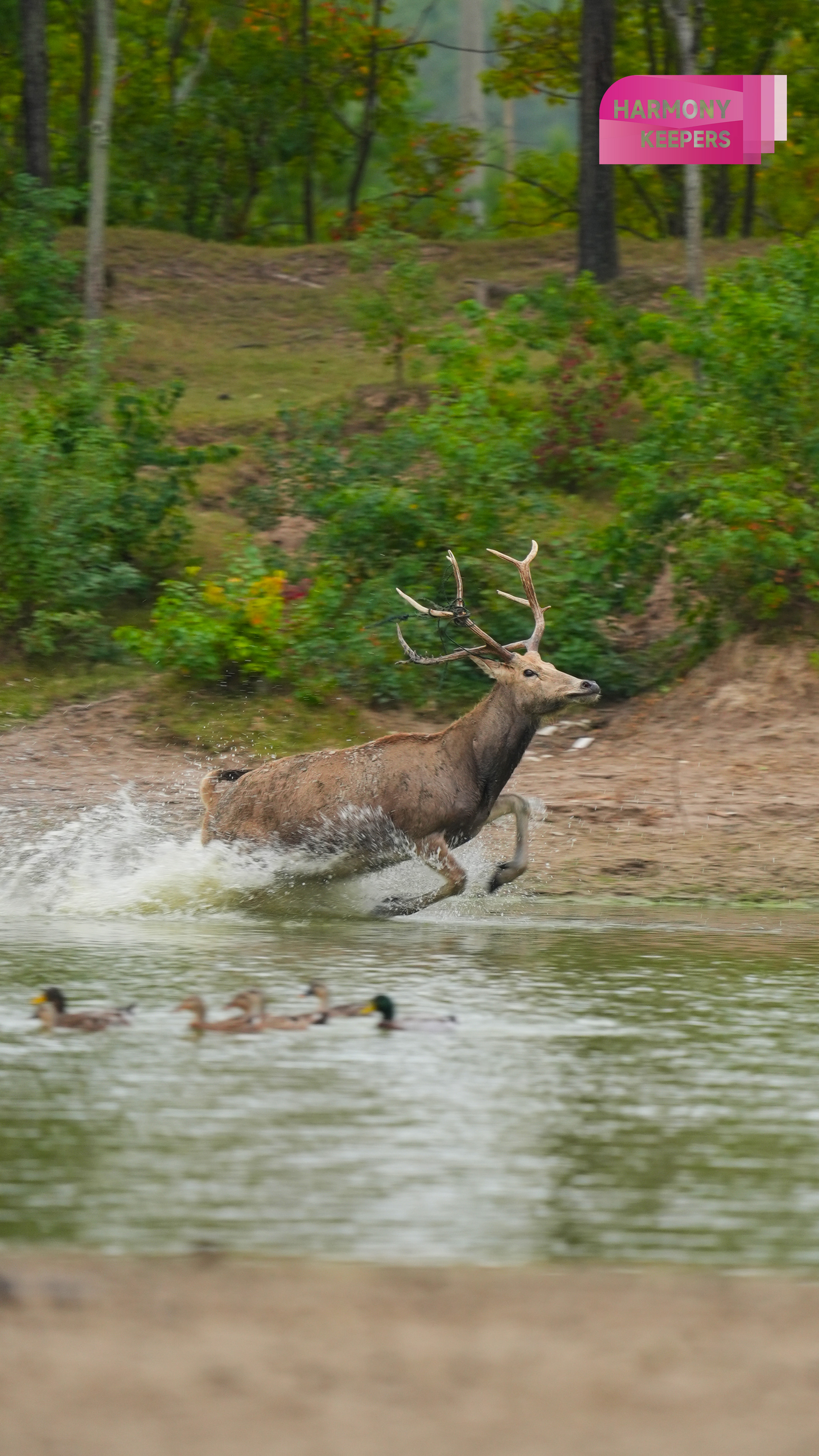 This photo shows a milu deer treading water in Jiangsu's Dafeng Milu National Nature Reserve. /CGTN