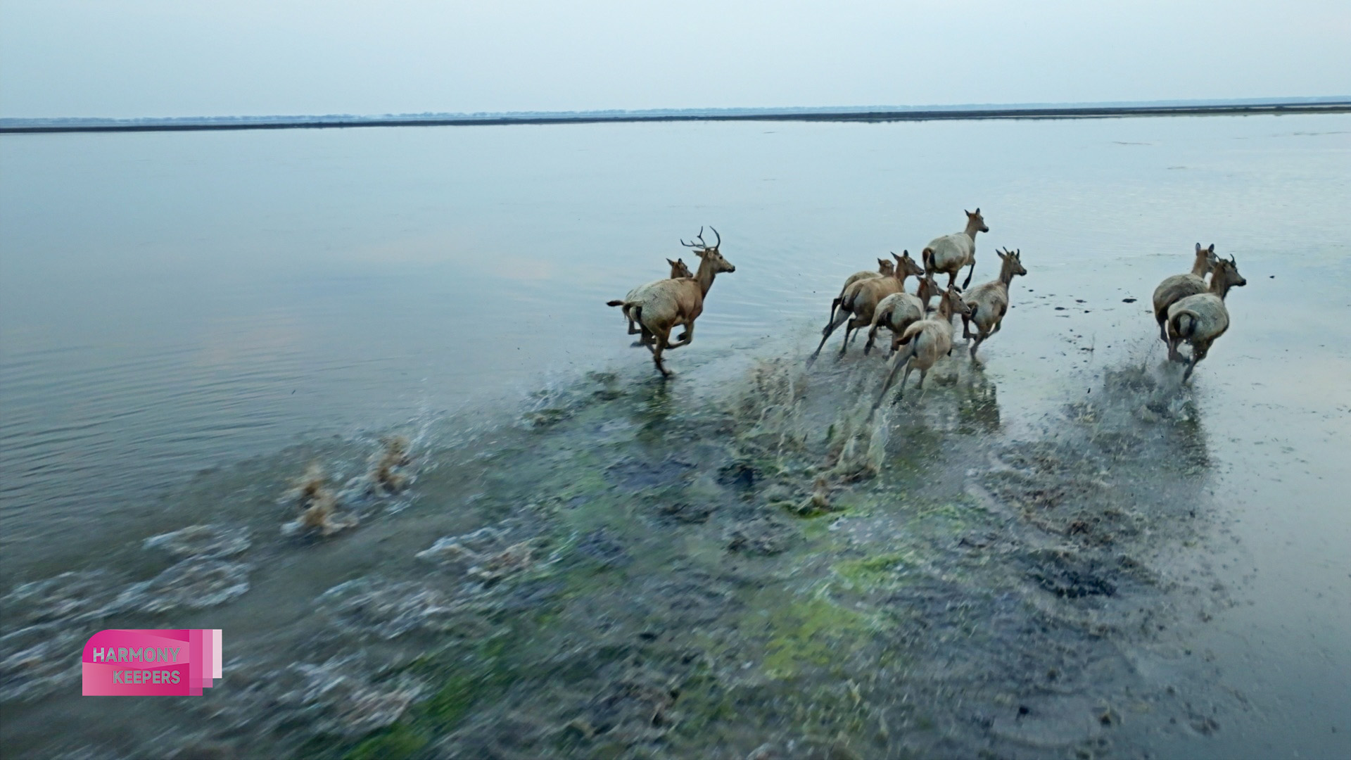 This photo shows a group of milu deer crossing the water in Jiangsu's Dafeng Milu National Nature Reserve. /CGTN