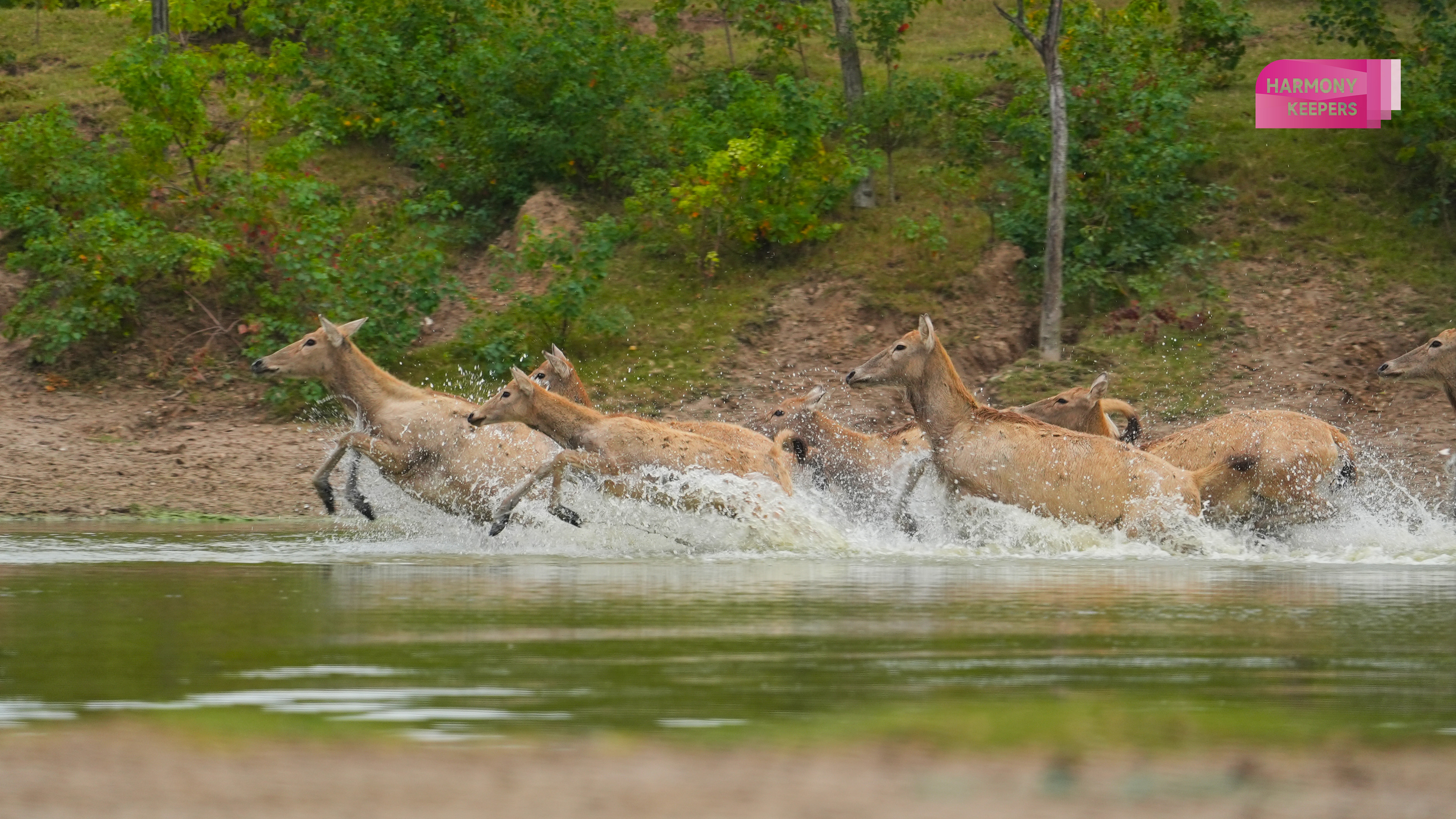 This photo shows a group of milu deer crossing the water in Jiangsu's Dafeng Milu National Nature Reserve. /CGTN